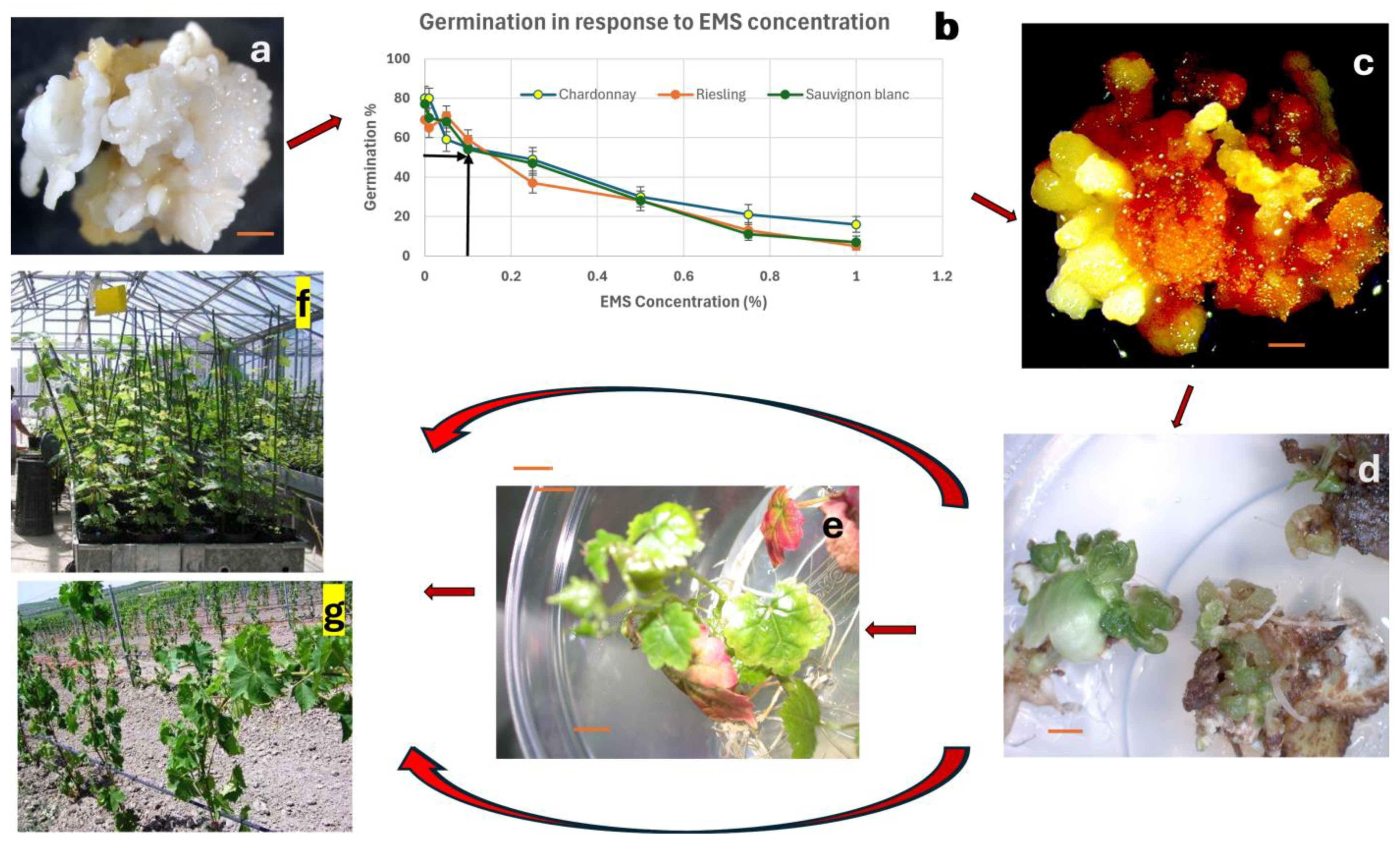 Plants 13 03131 g003