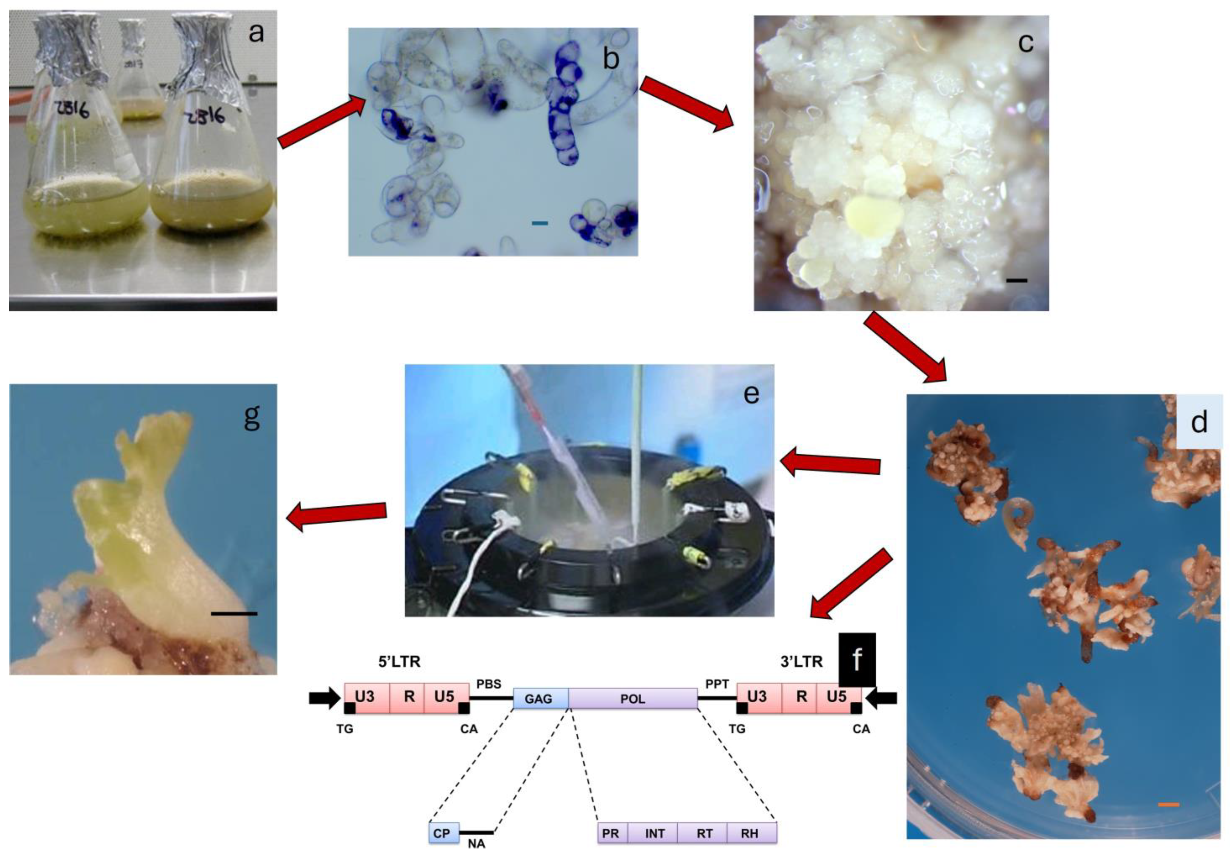 Plants 13 03131 g004