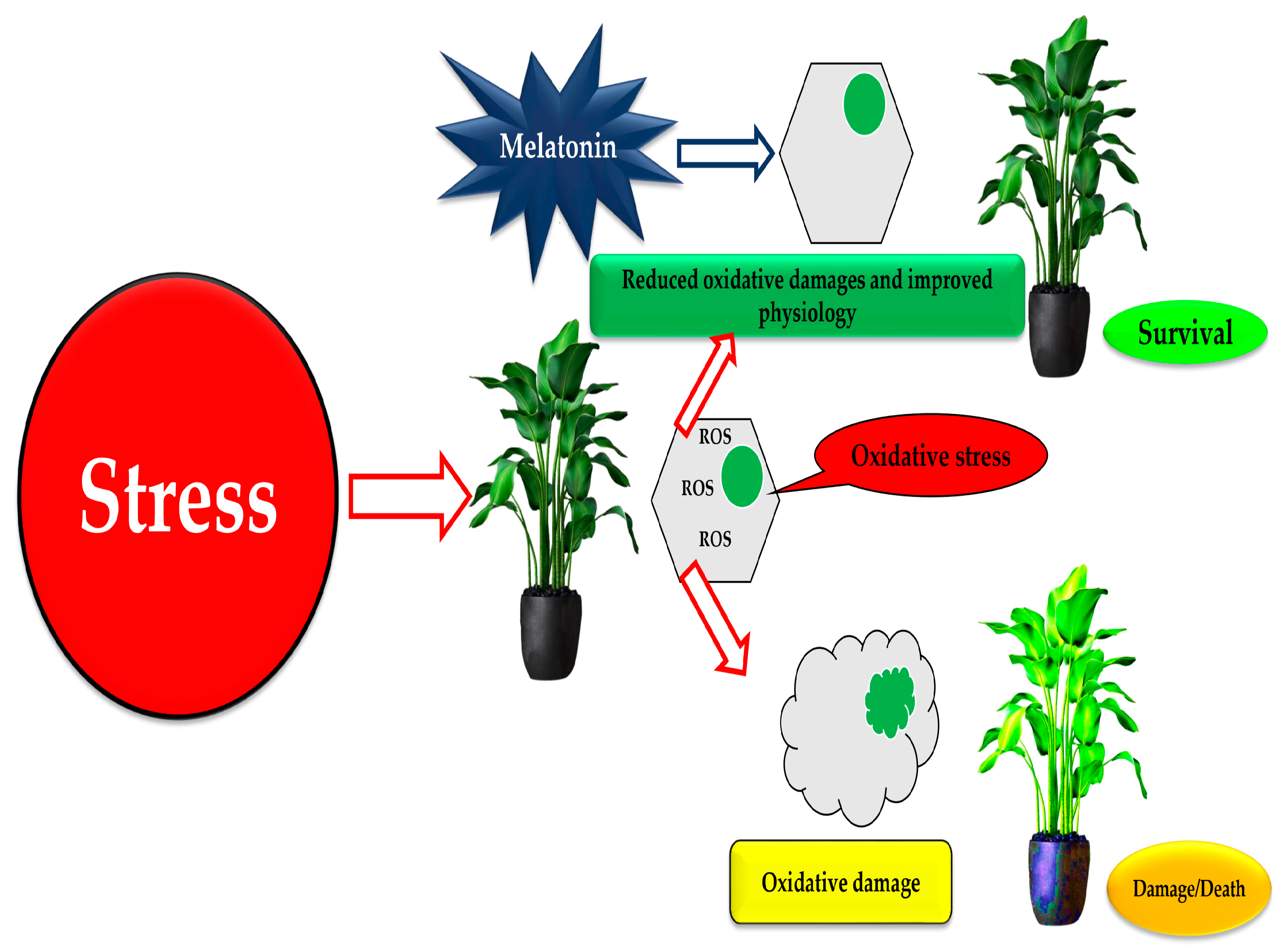 Plants 13 03134 g006