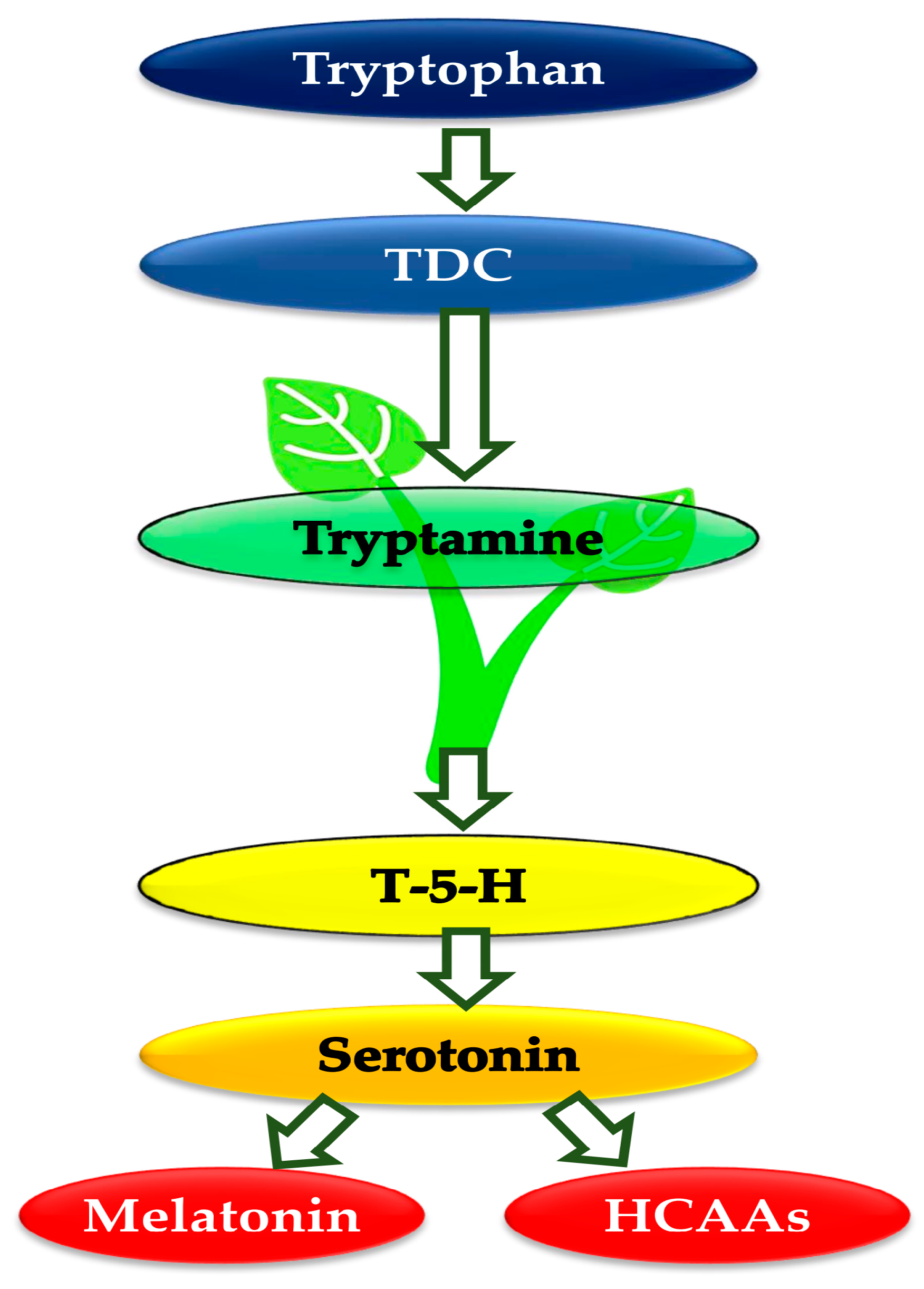 Plants 13 03134 g007