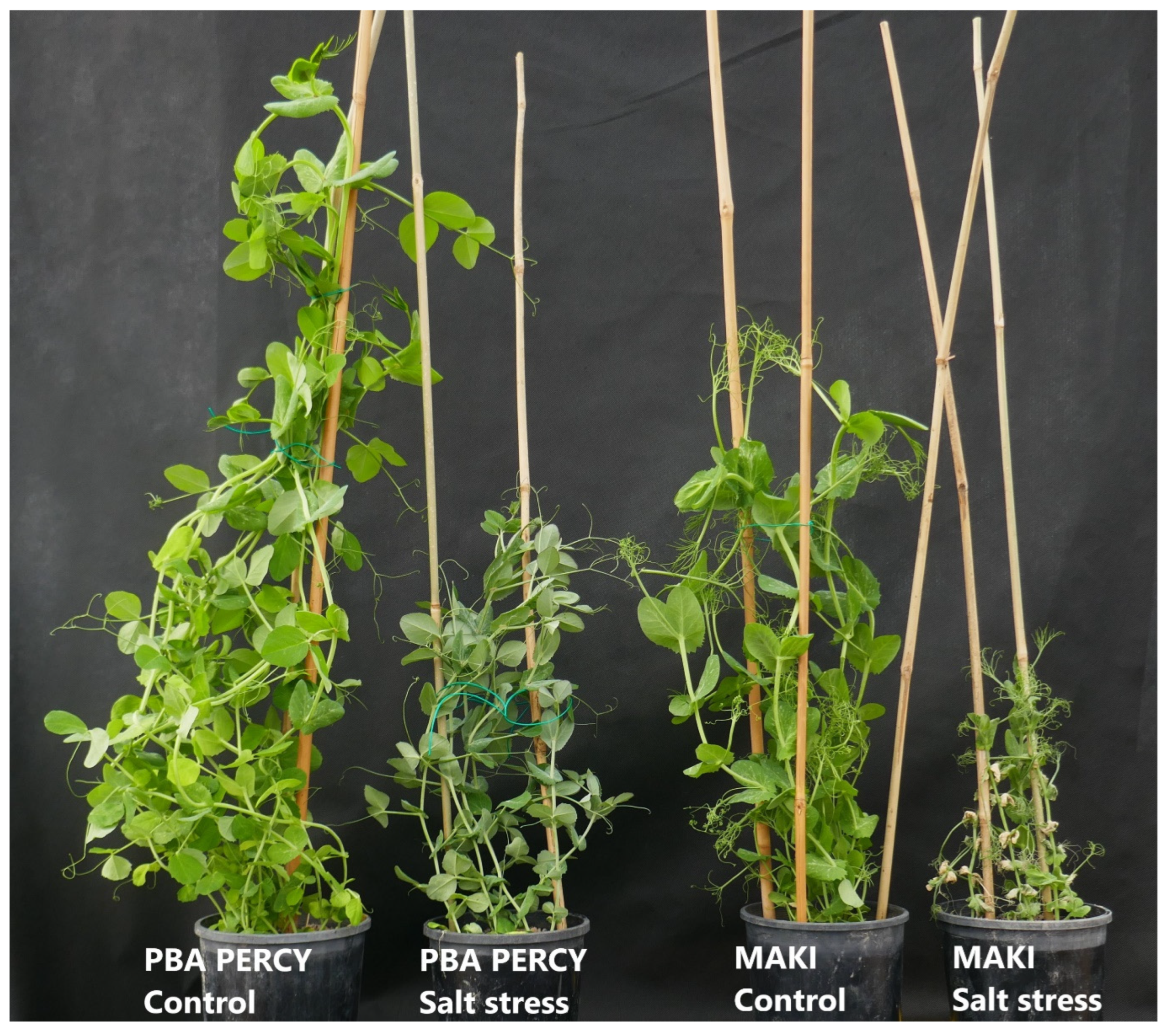 Plants 13 03140 g001