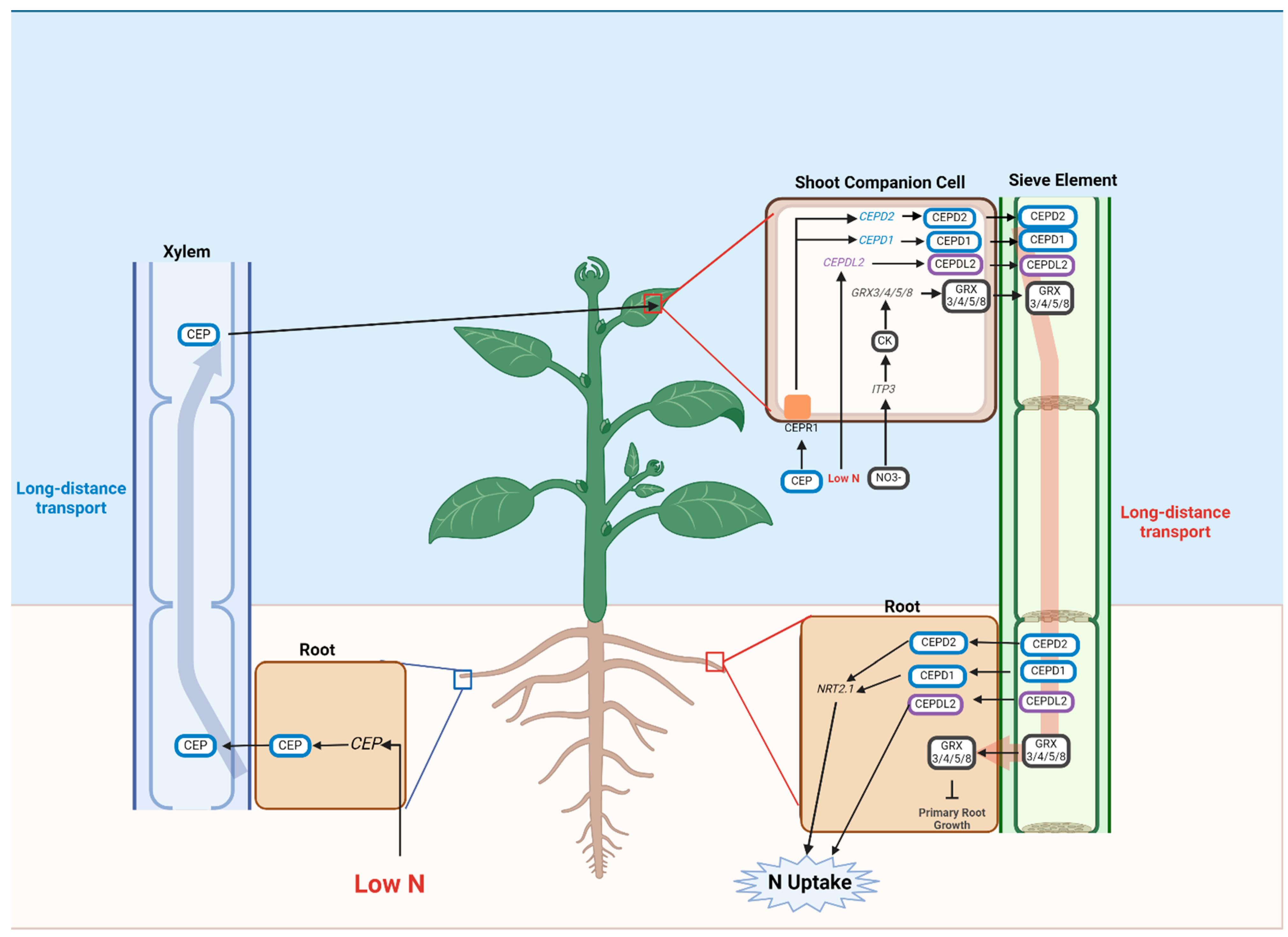 Plants 13 03144 g002 Plants 13 03144 g002