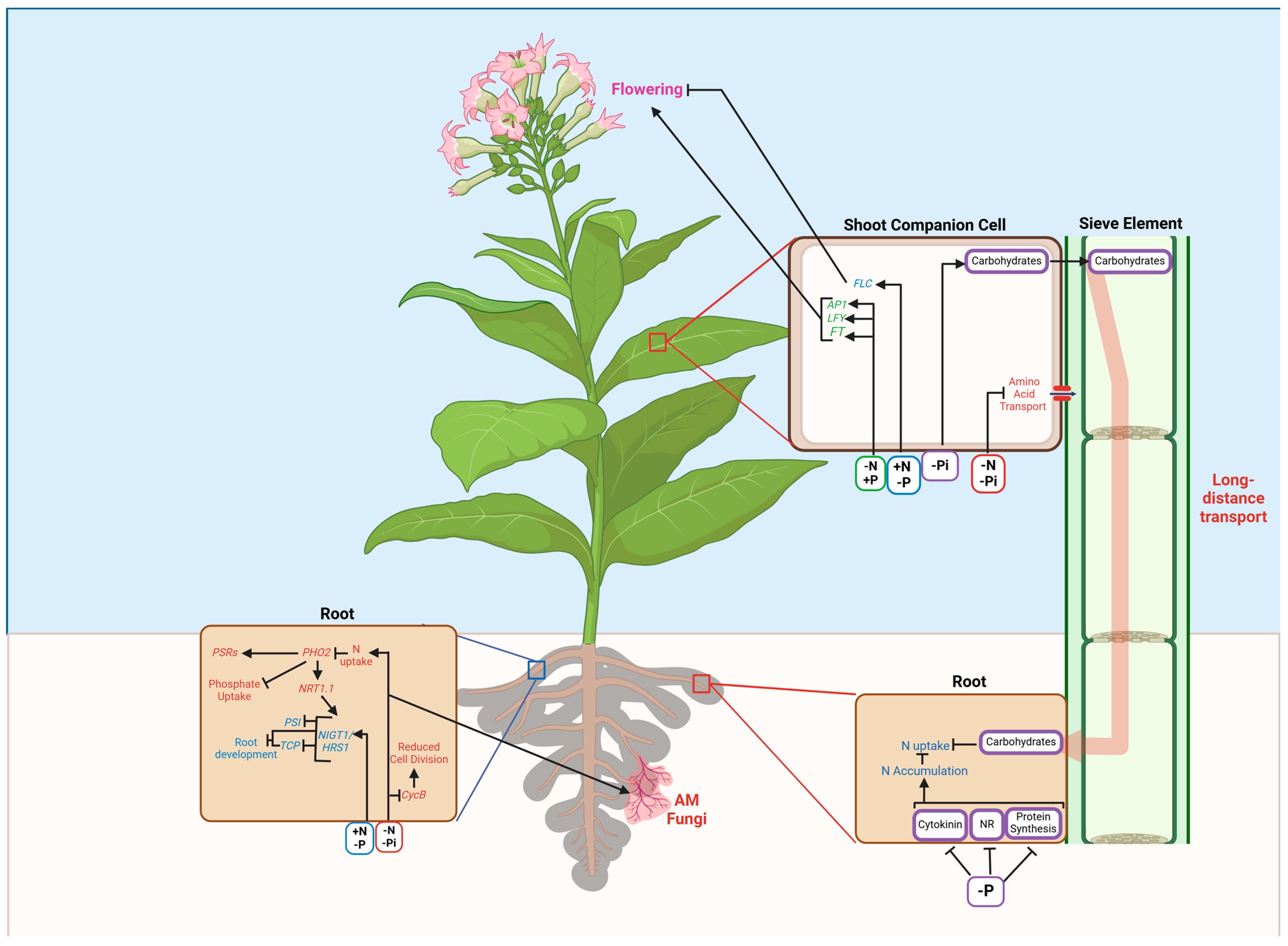 Plants 13 03144 g003 Plants 13 03144 g003