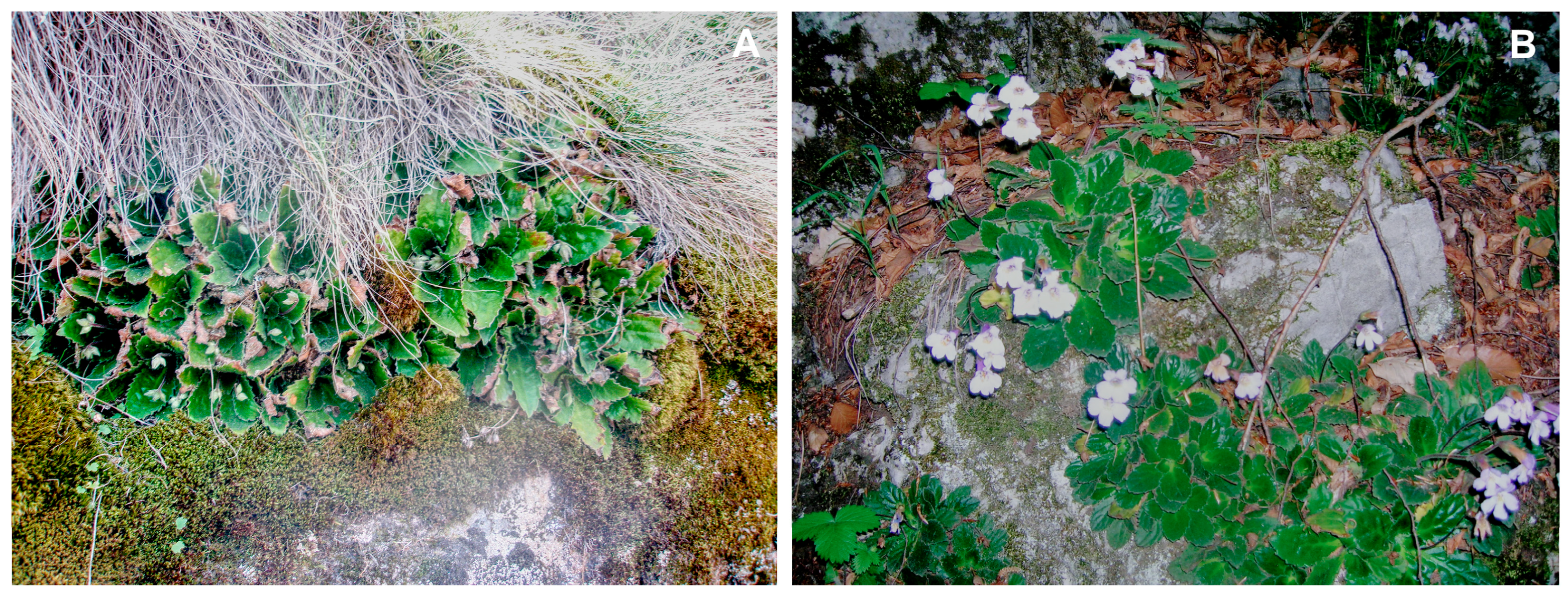 Plants 13 03147 g001