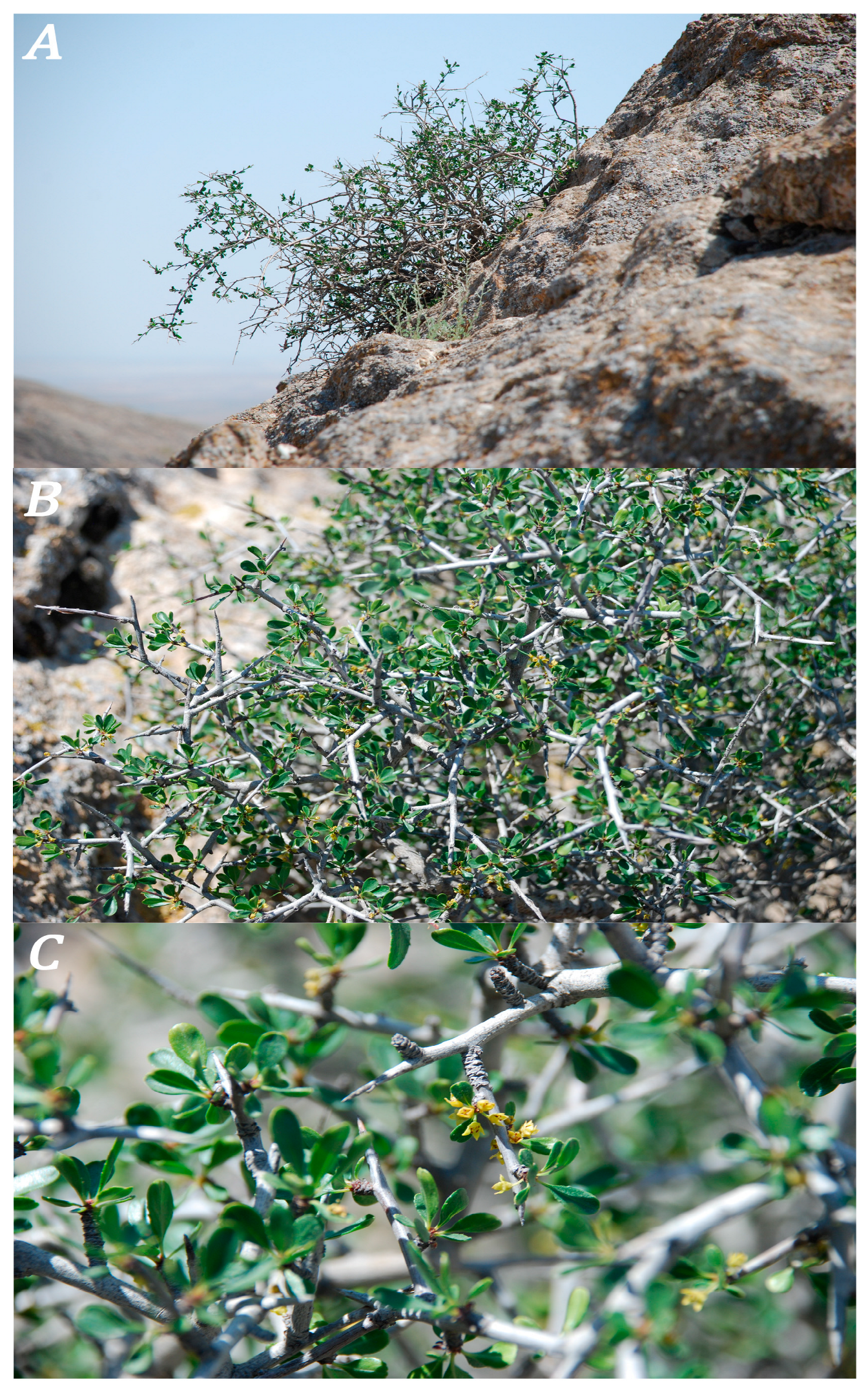 Plants 13 03154 g001