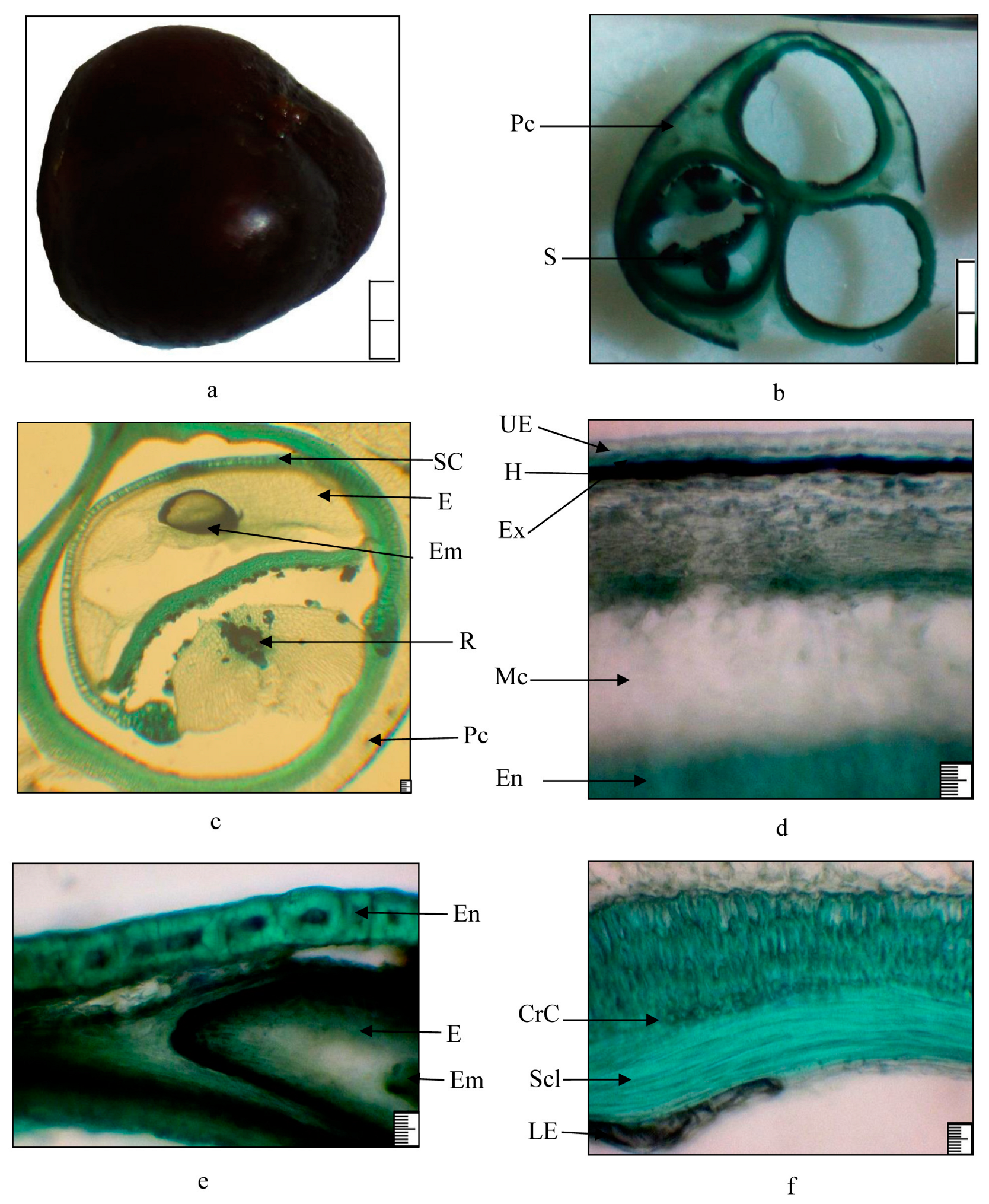 Plants 13 03154 g005