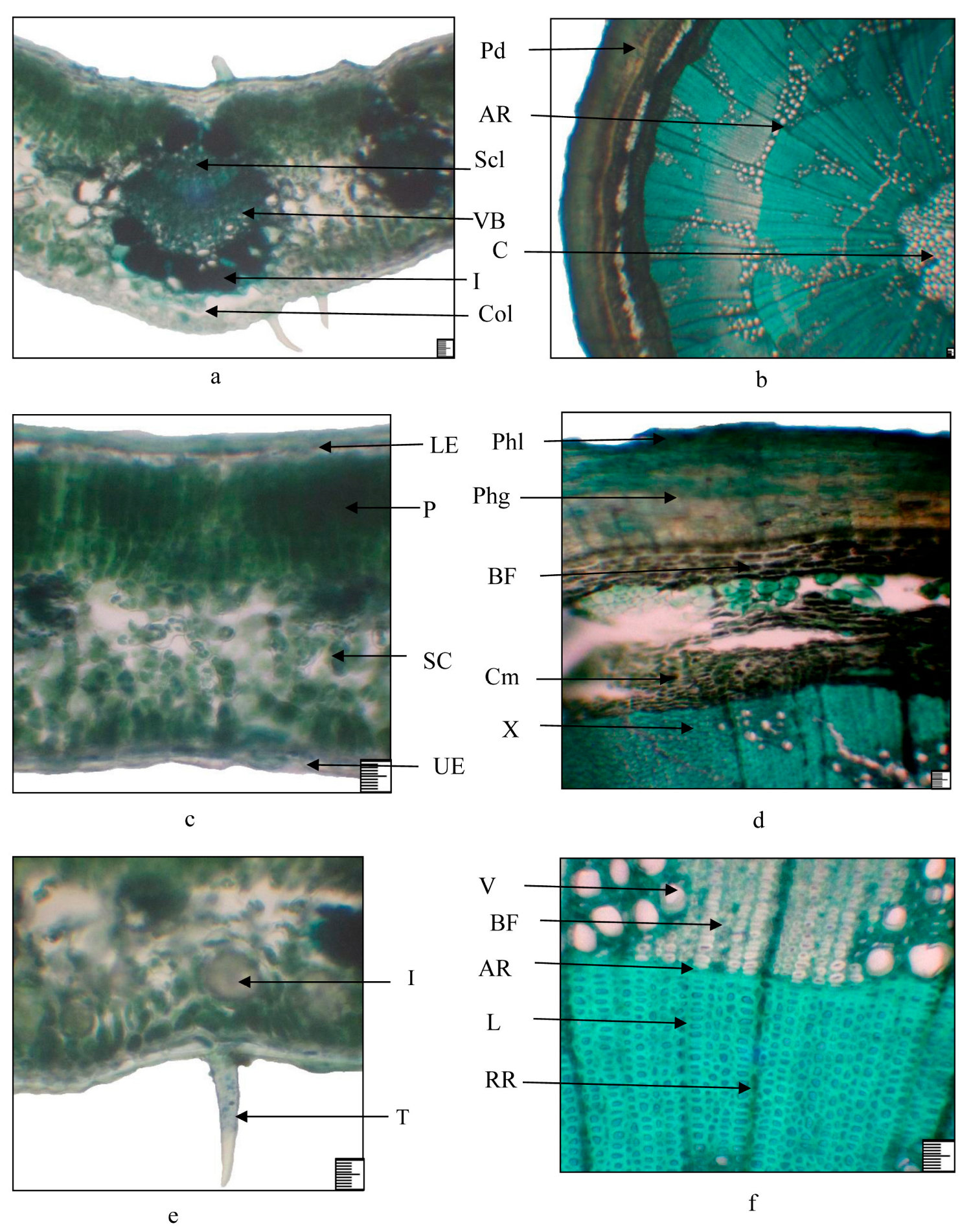 Plants 13 03154 g006