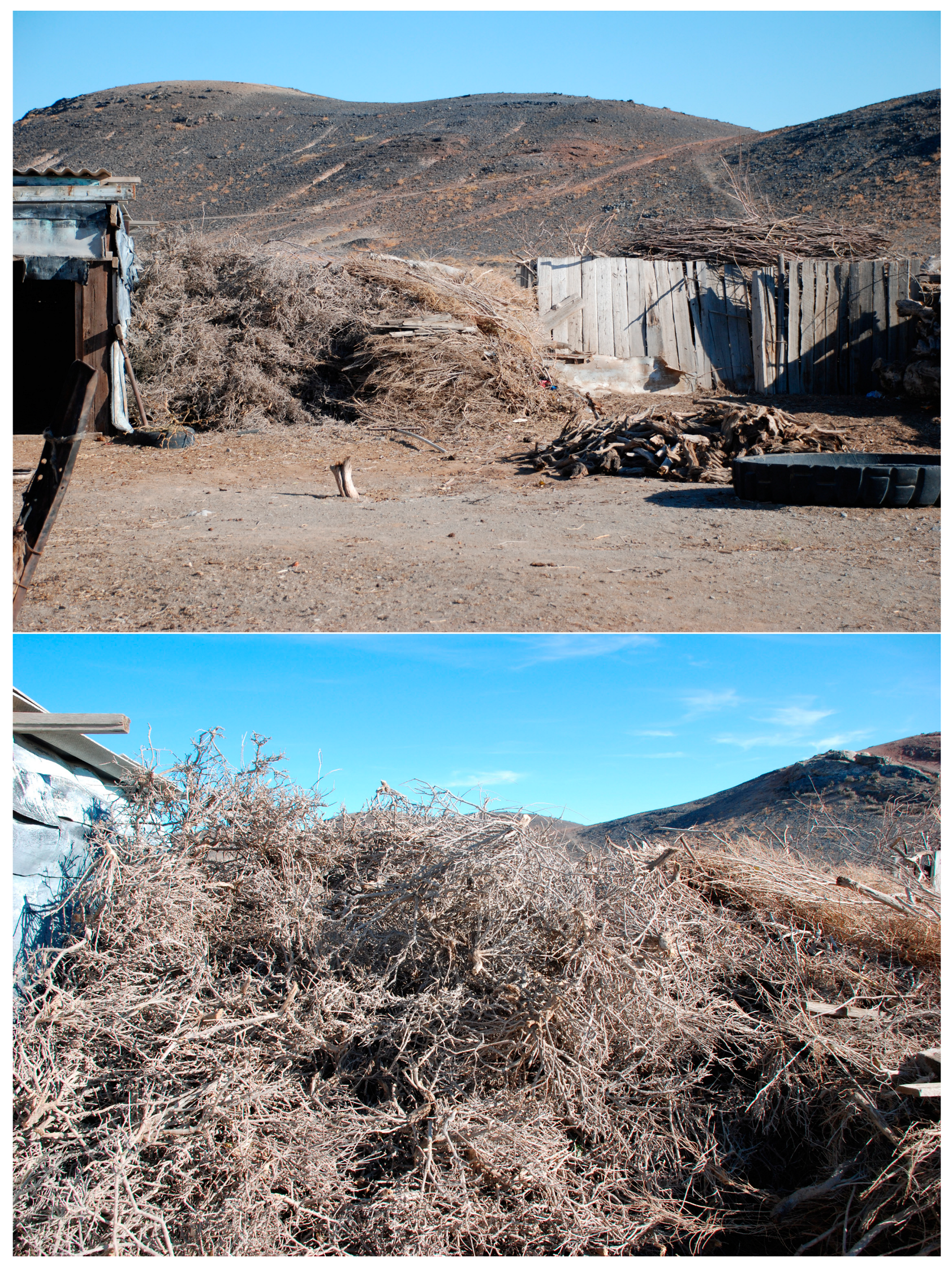 Plants 13 03154 g009