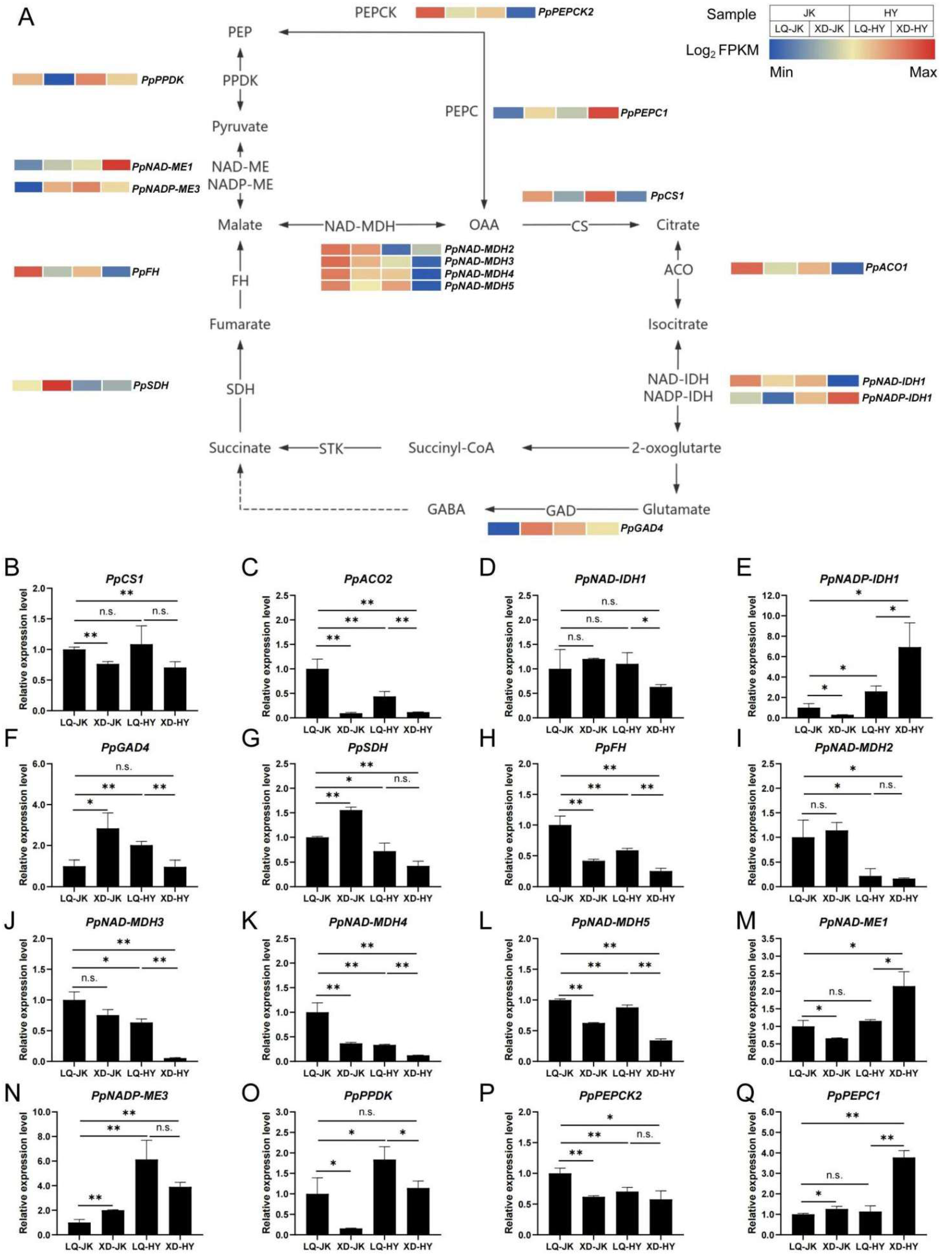 Plants 13 03171 g004