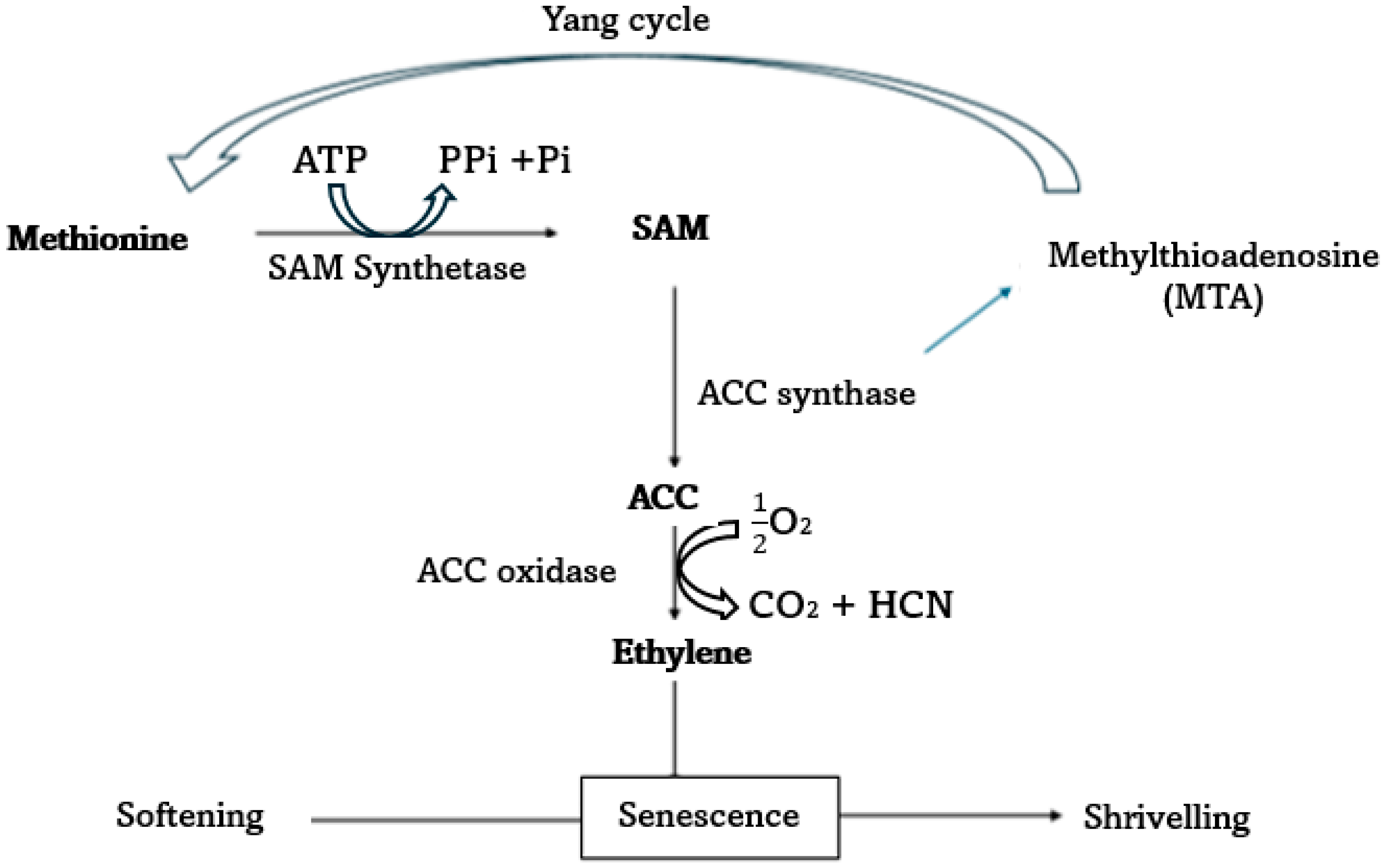Plants 13 03174 g001