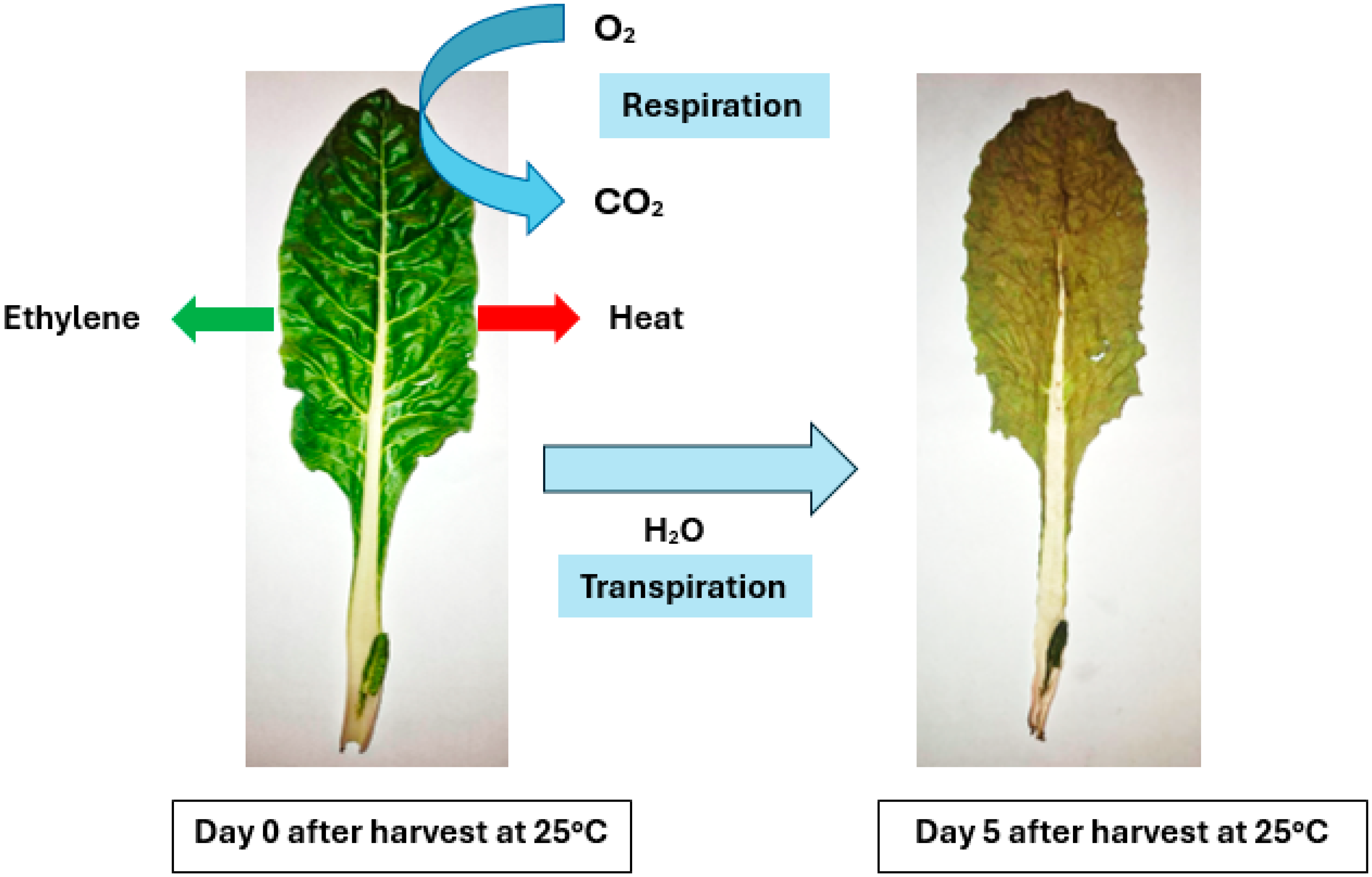 Plants 13 03174 g002