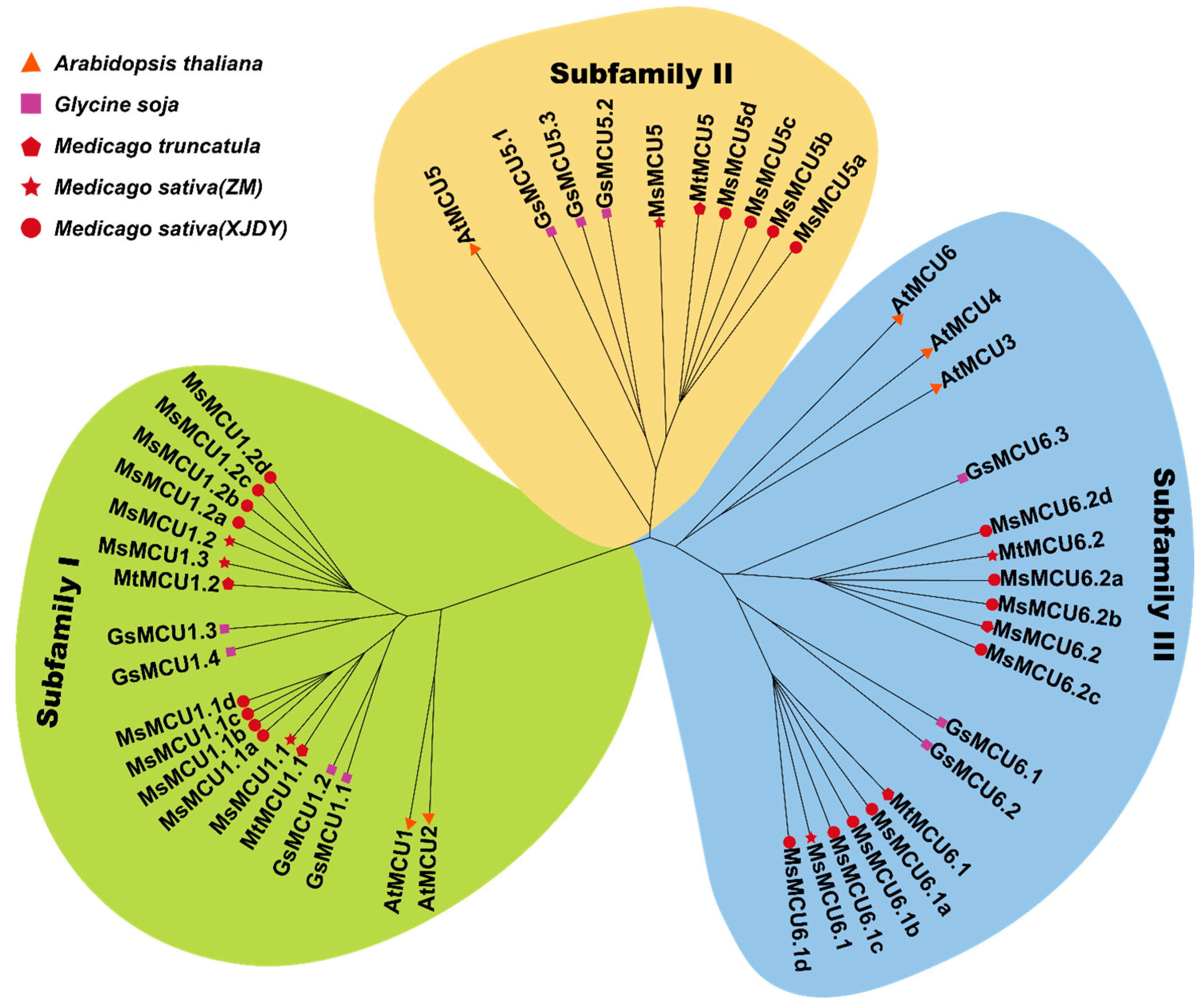 Plants 13 03176 g002