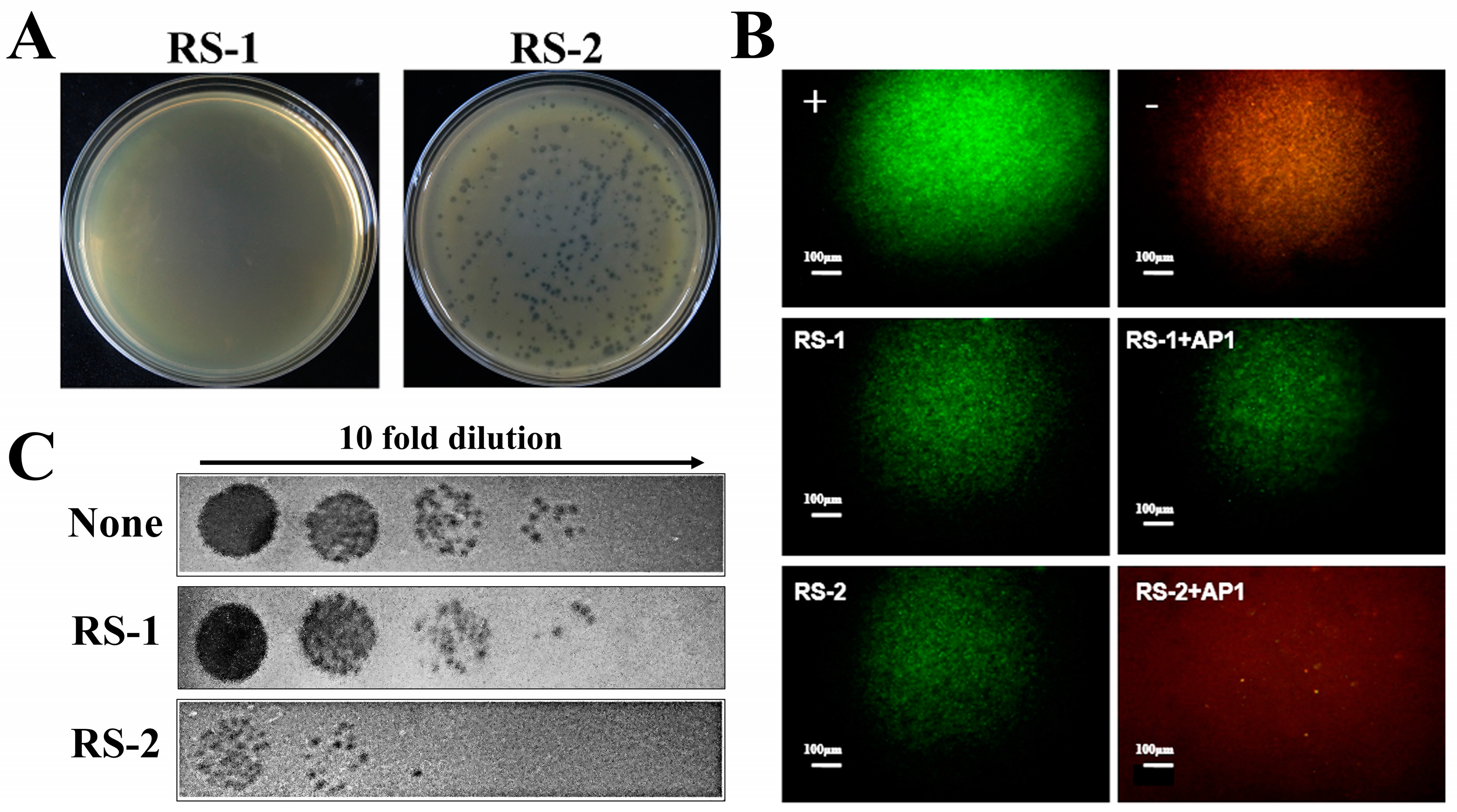 Plants 13 03182 g001