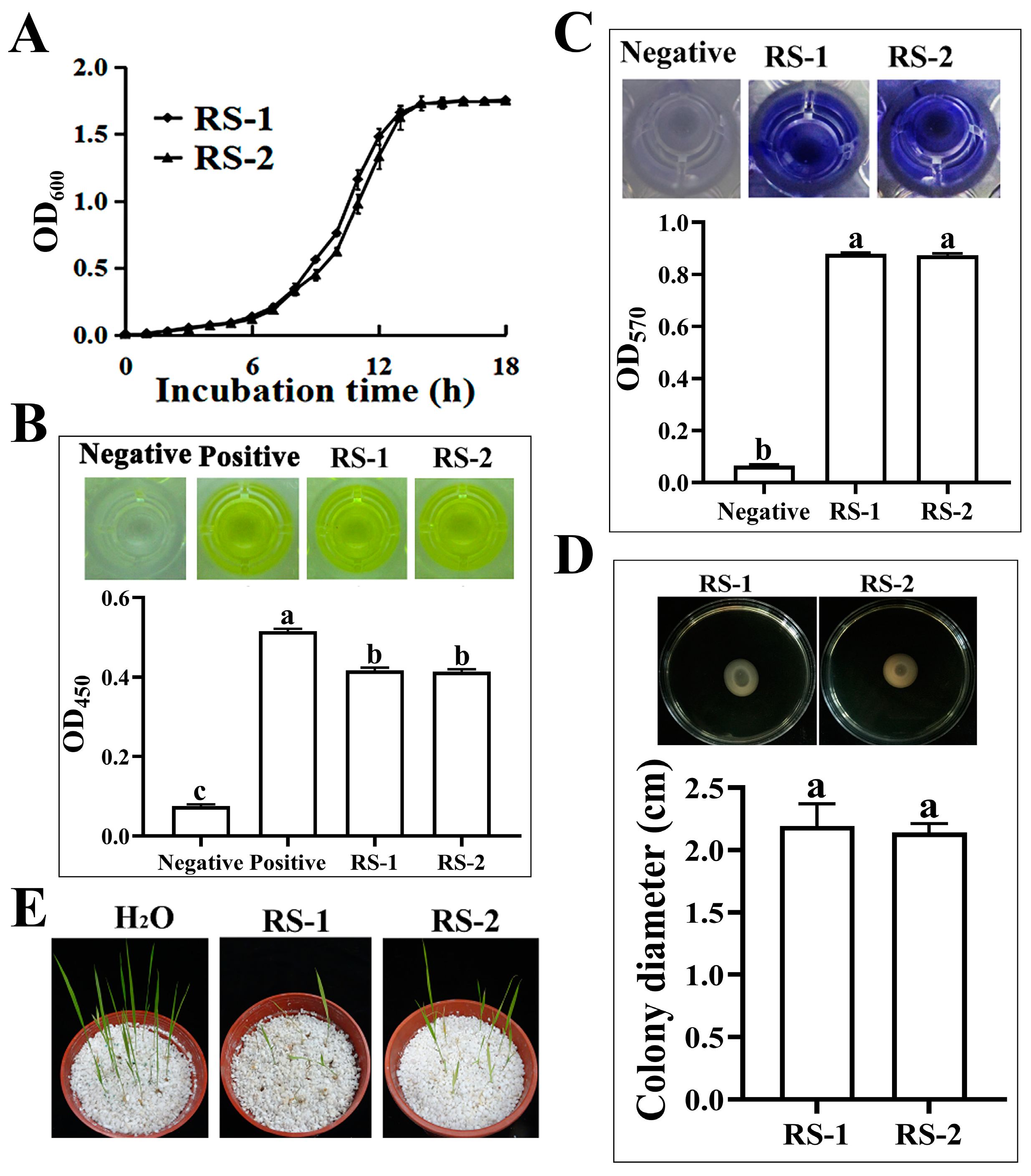 Plants 13 03182 g002