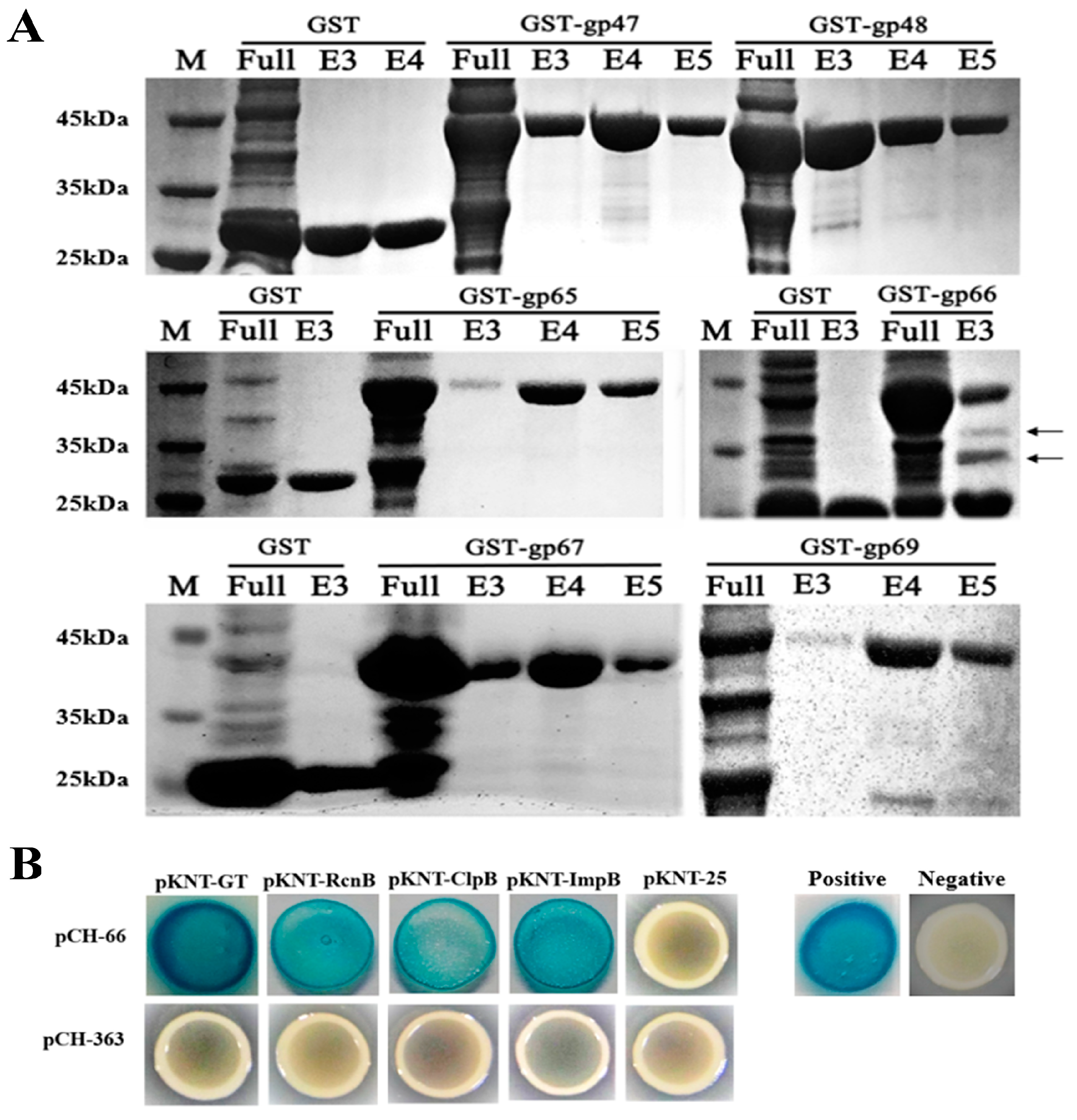 Plants 13 03182 g004