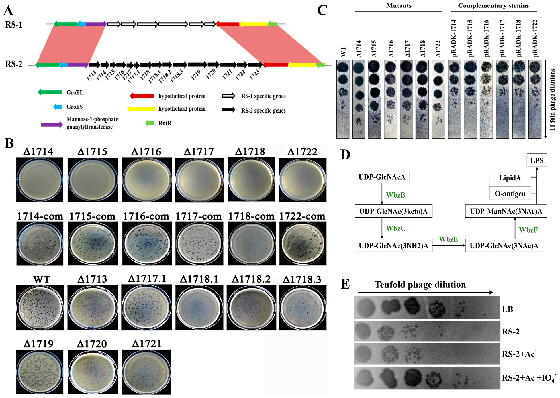 Plants 13 03182 g006