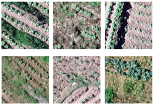 Plants 13 03186 i001