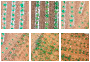 Plants 13 03186 i002