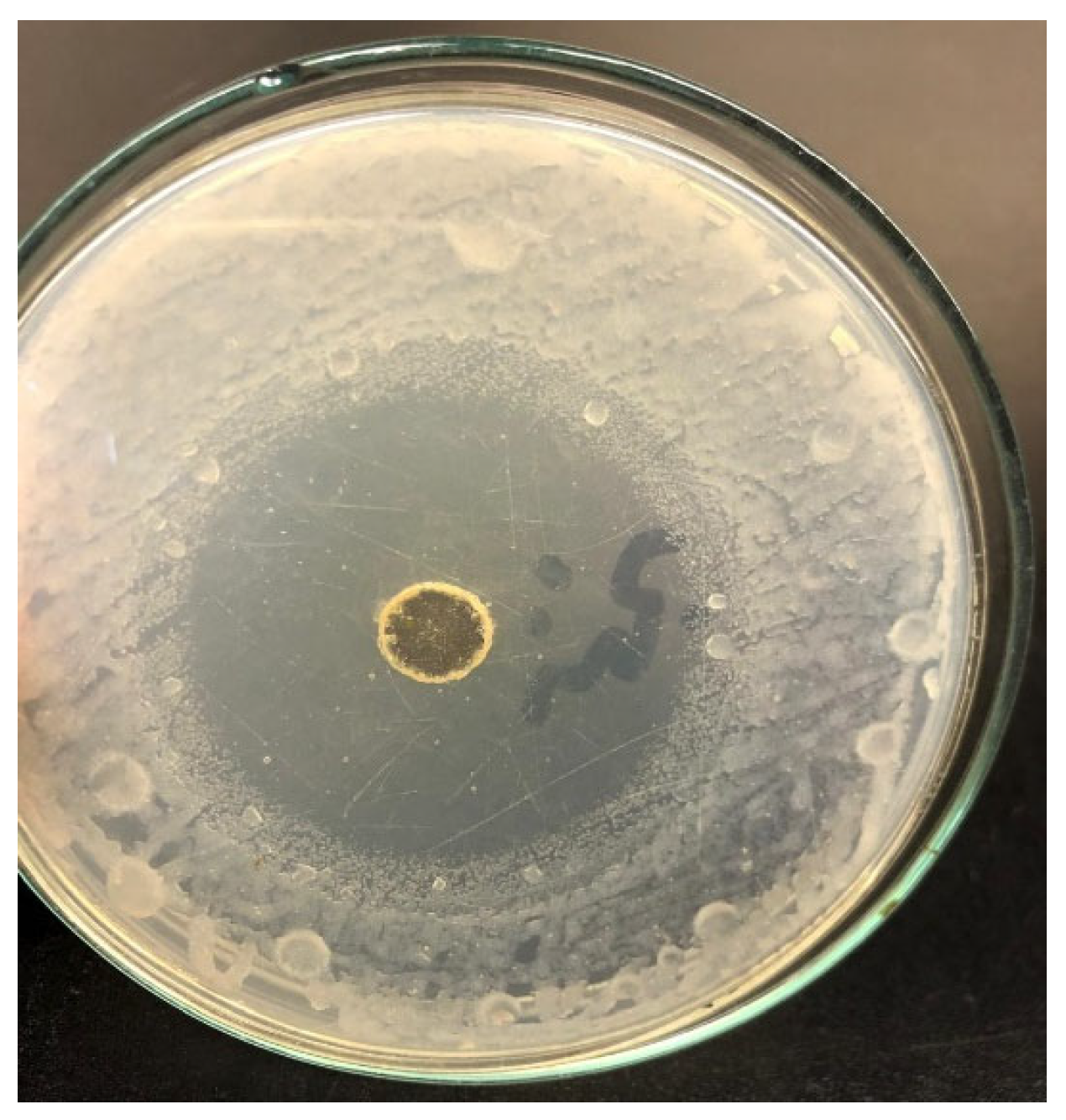 Plants 13 03191 g003