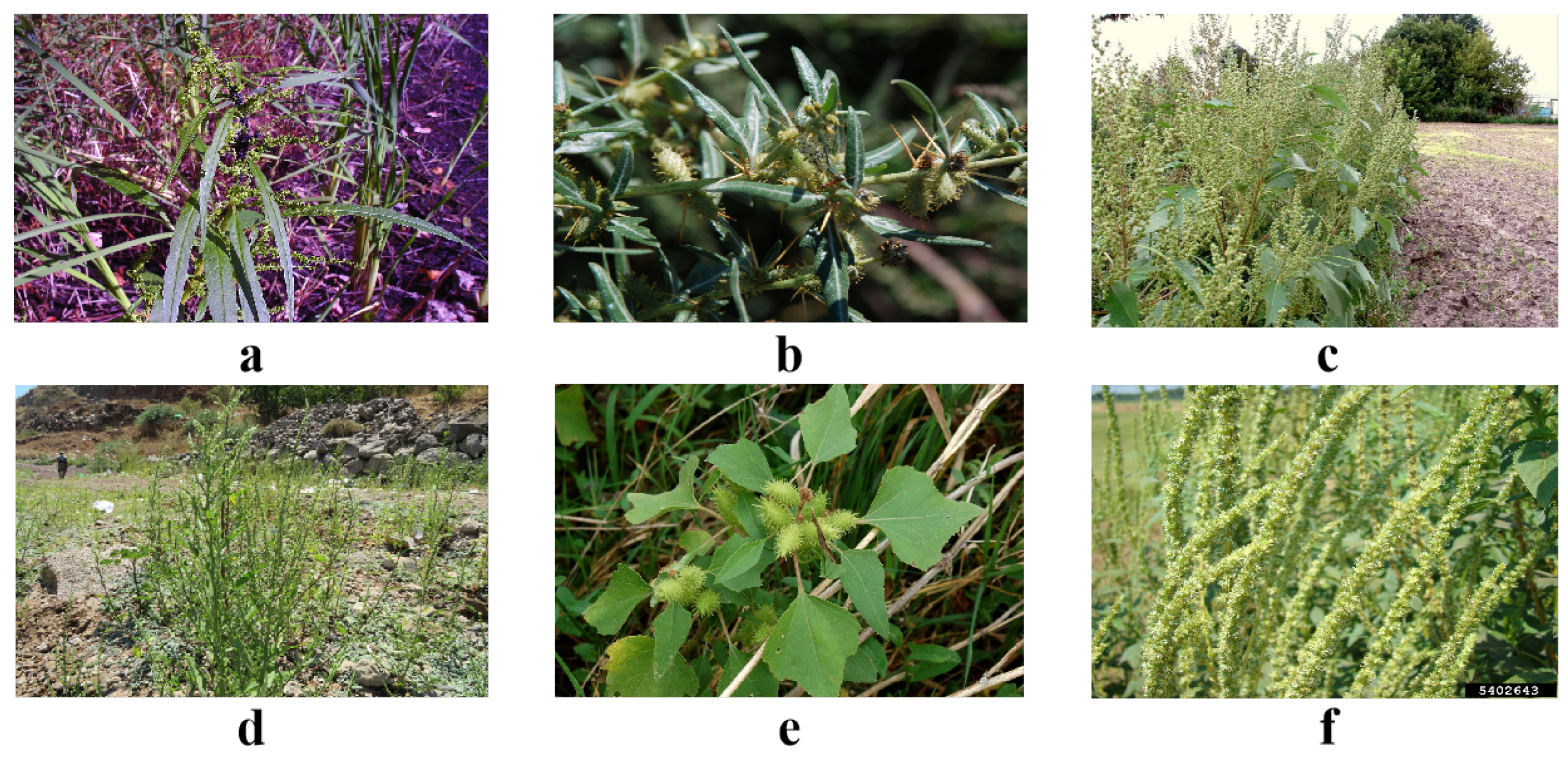 Plants 13 03192 g001