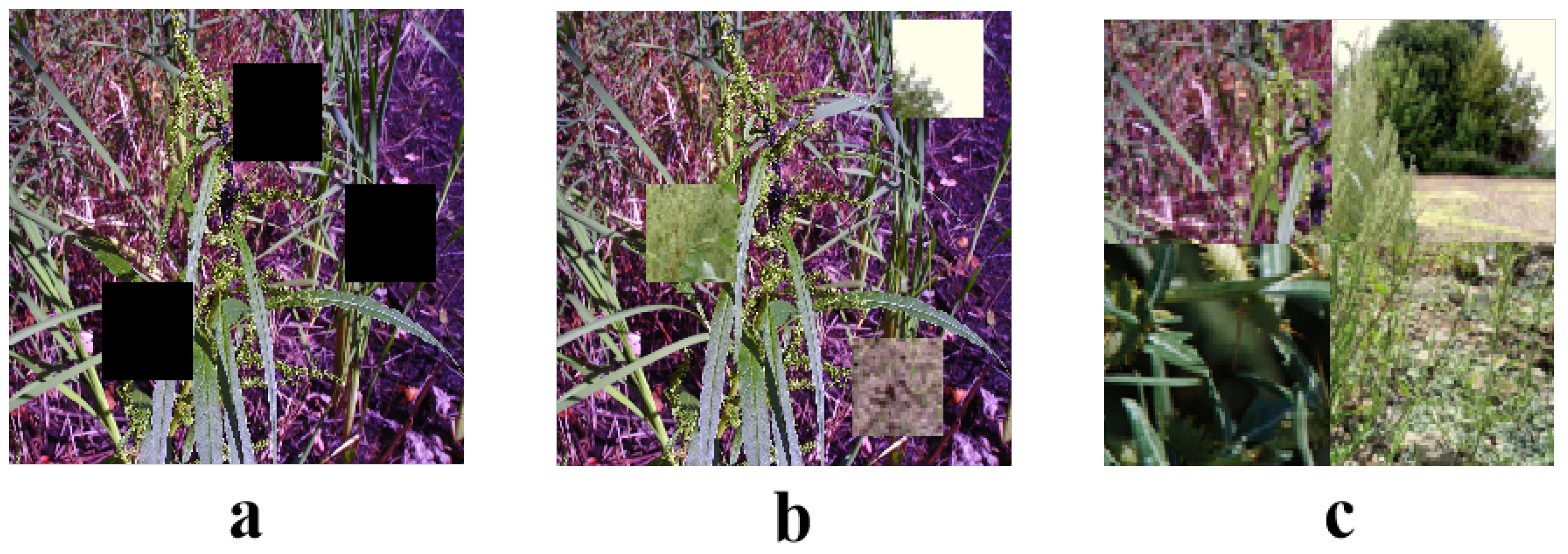 Plants 13 03192 g002