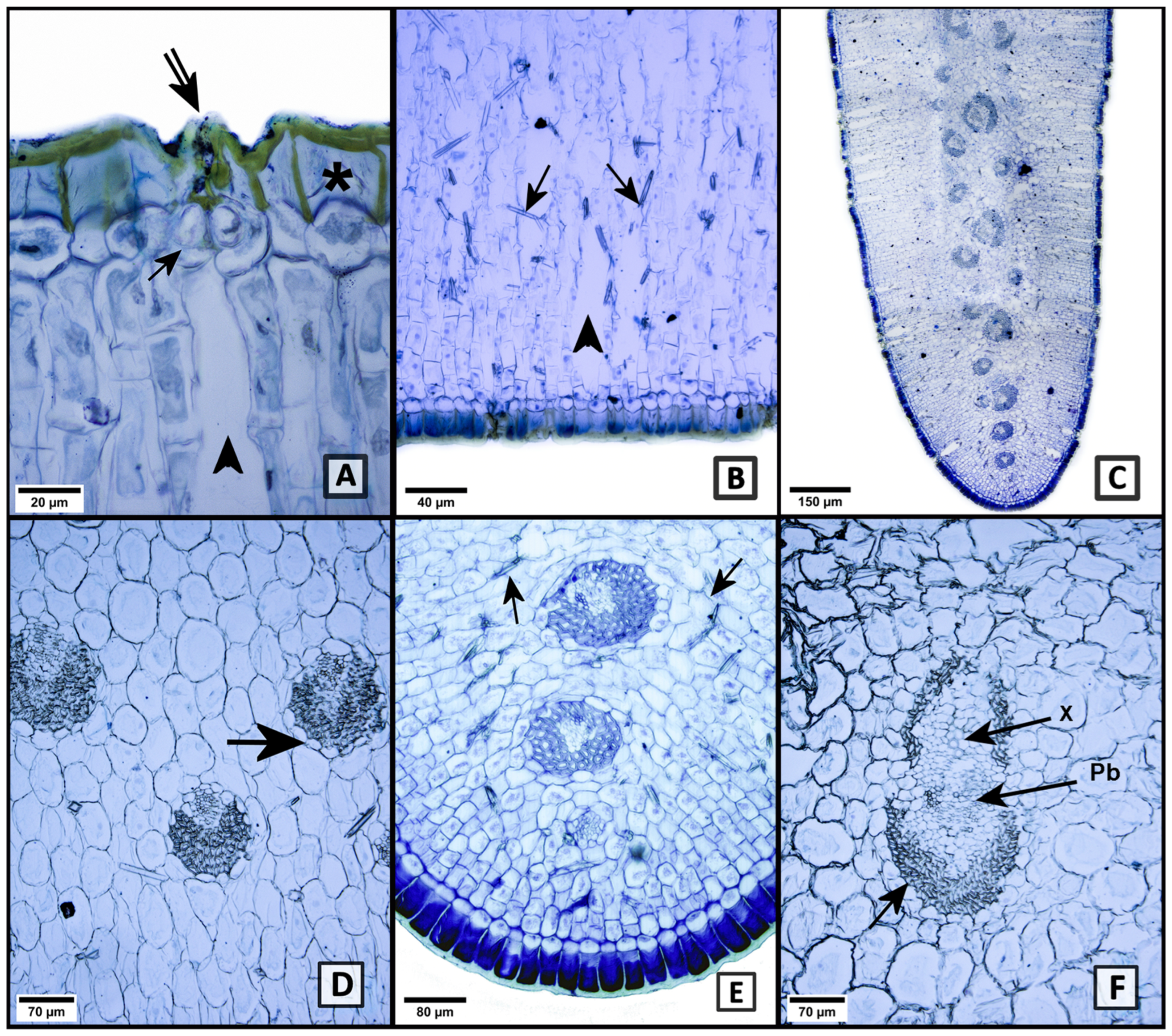Plants 13 03195 g001 Plants 13 03195 g001