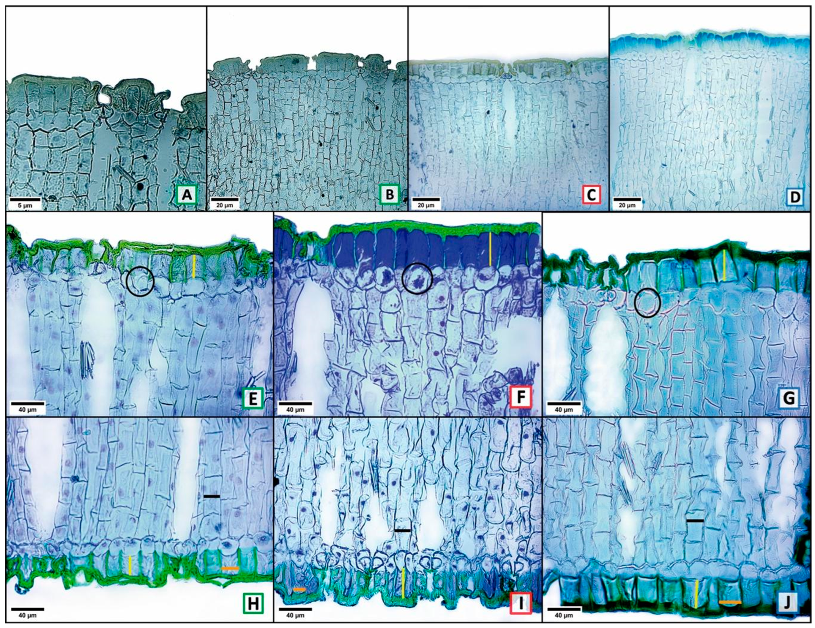 Plants 13 03195 g003 Plants 13 03195 g003