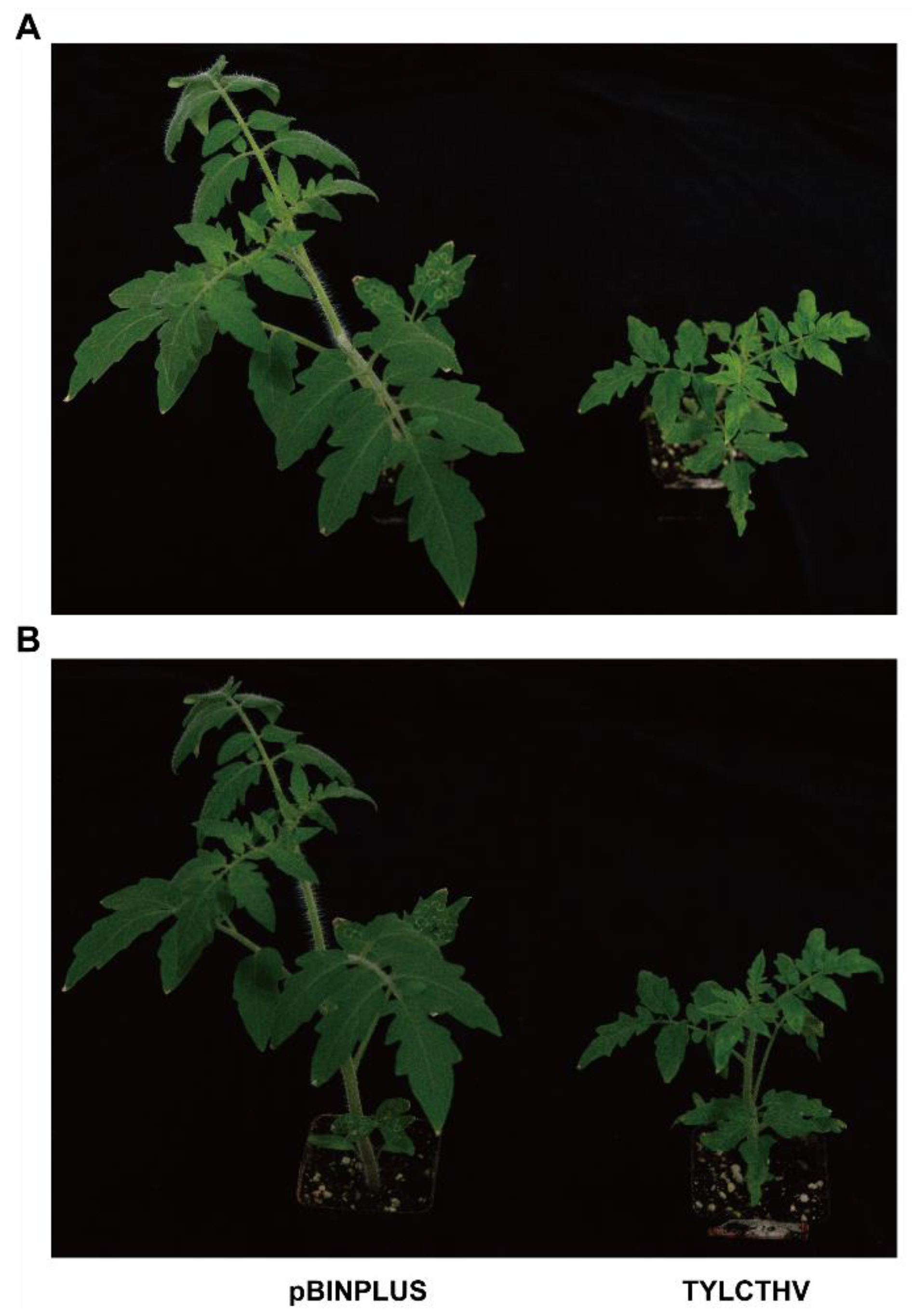 Plants 13 03198 g001