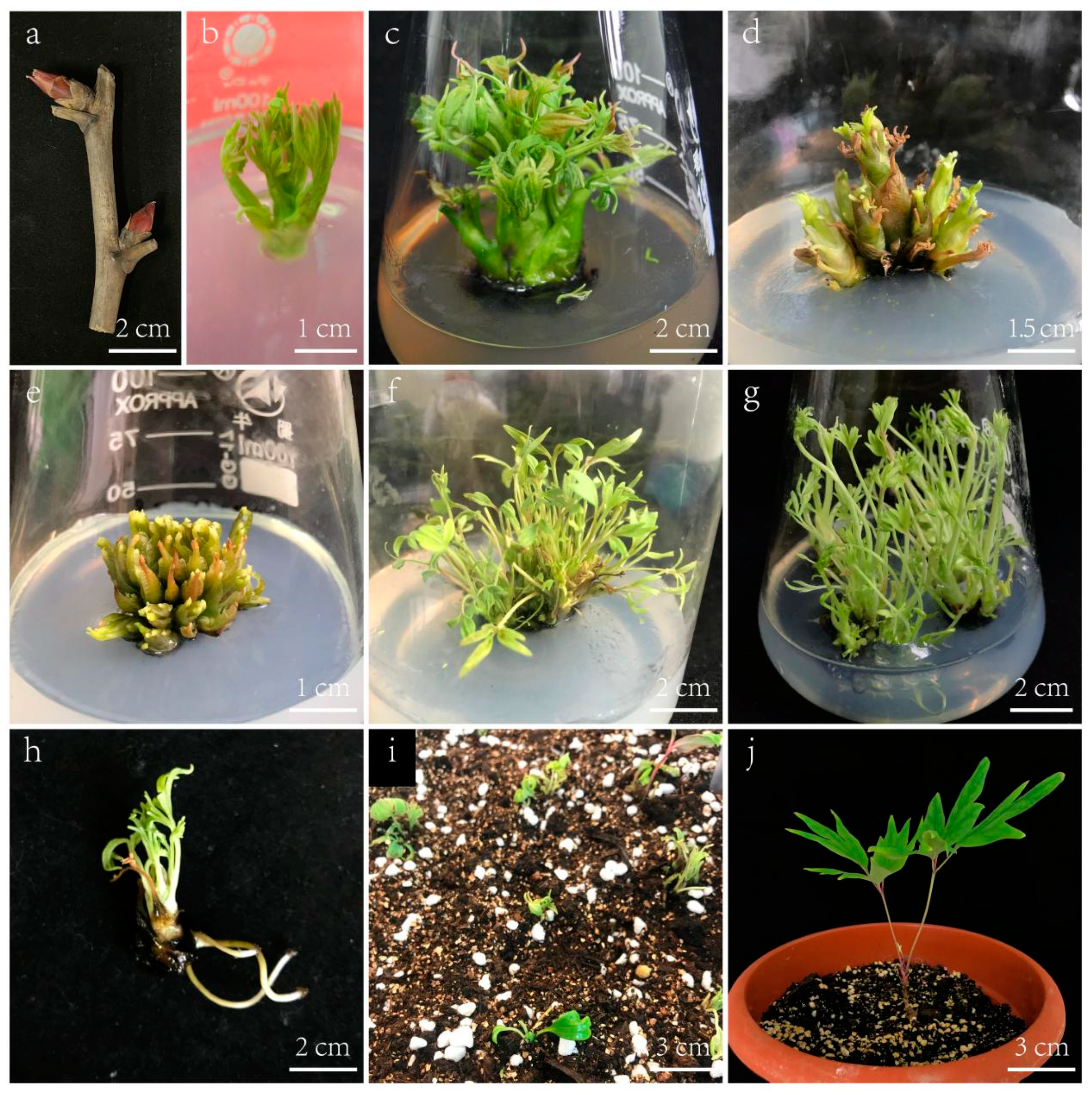 Plants 13 03200 g001