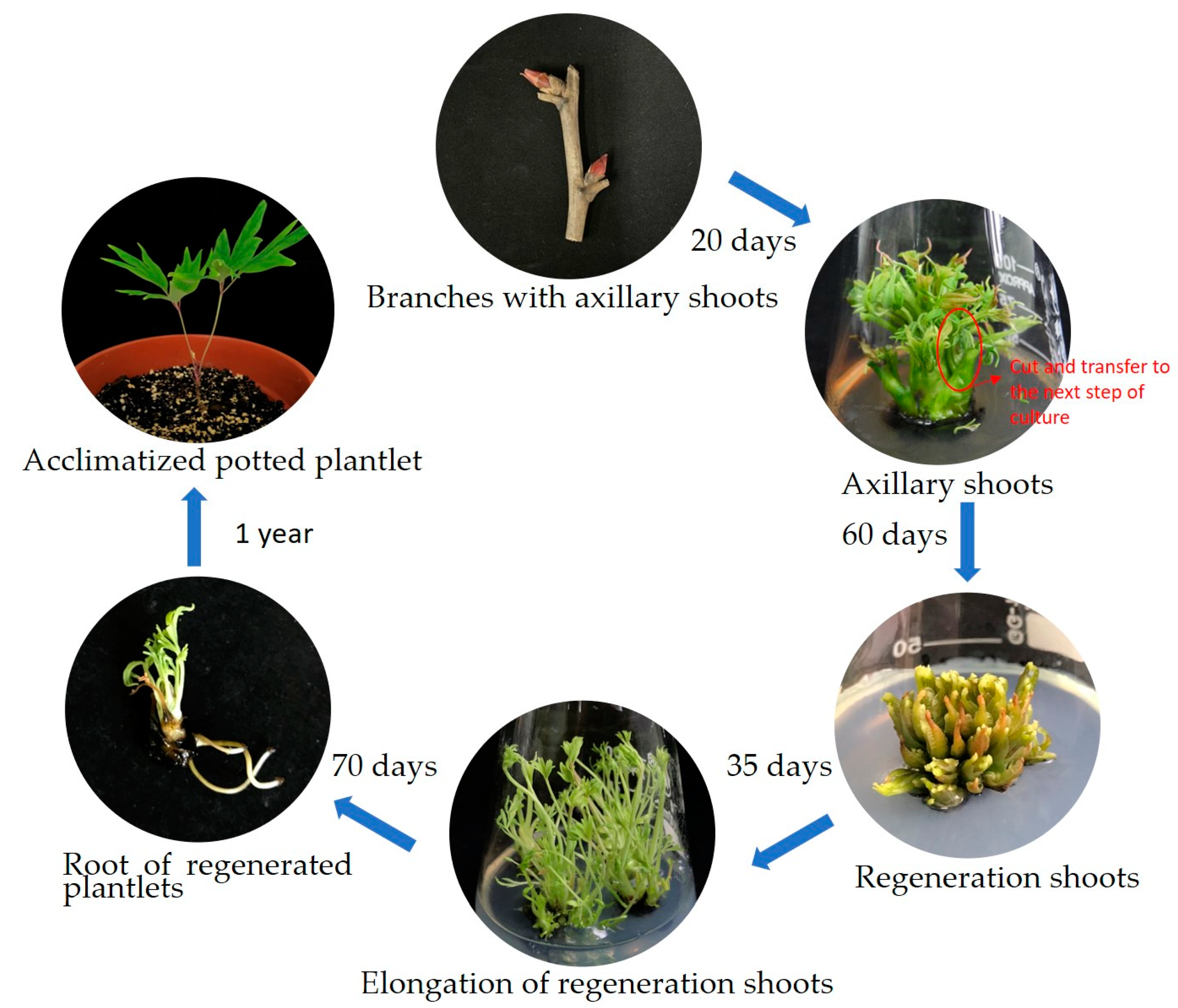 Plants 13 03200 g006