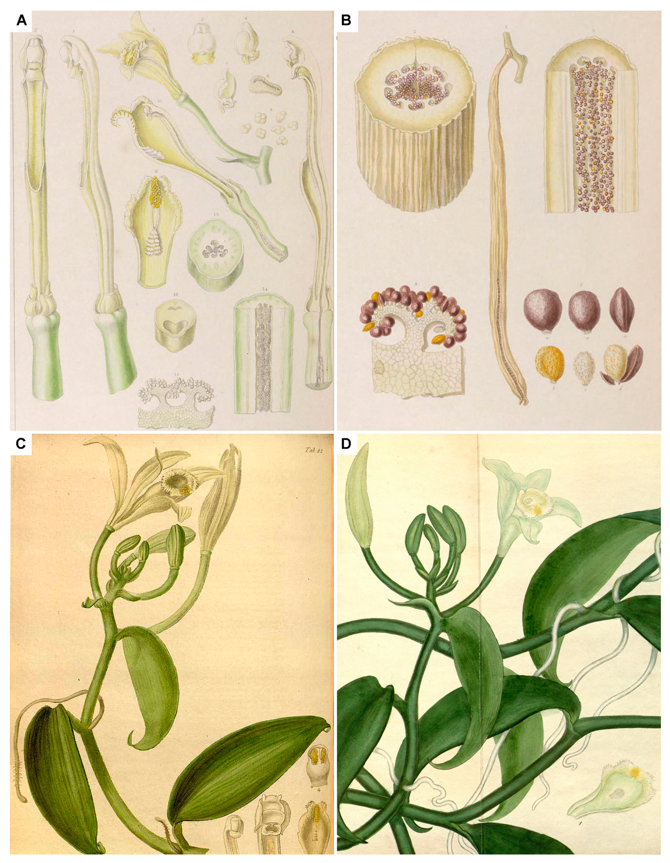 Plants 13 03203 g002