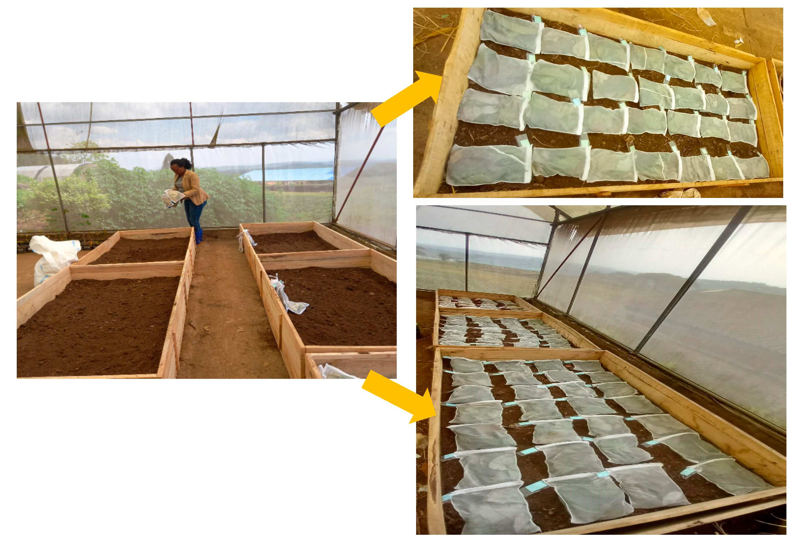 Plants 13 03204 g008