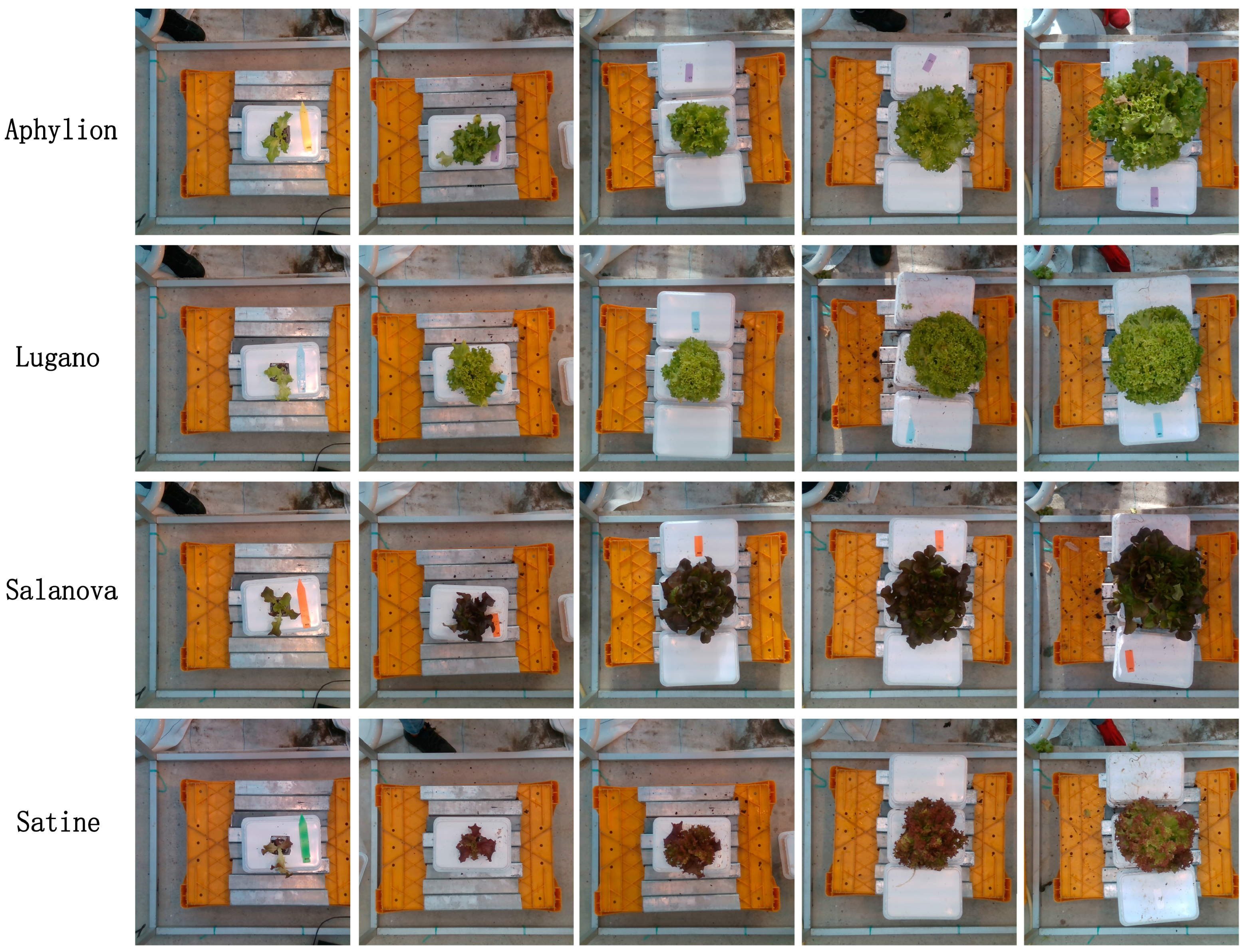 Plants 13 03217 g001