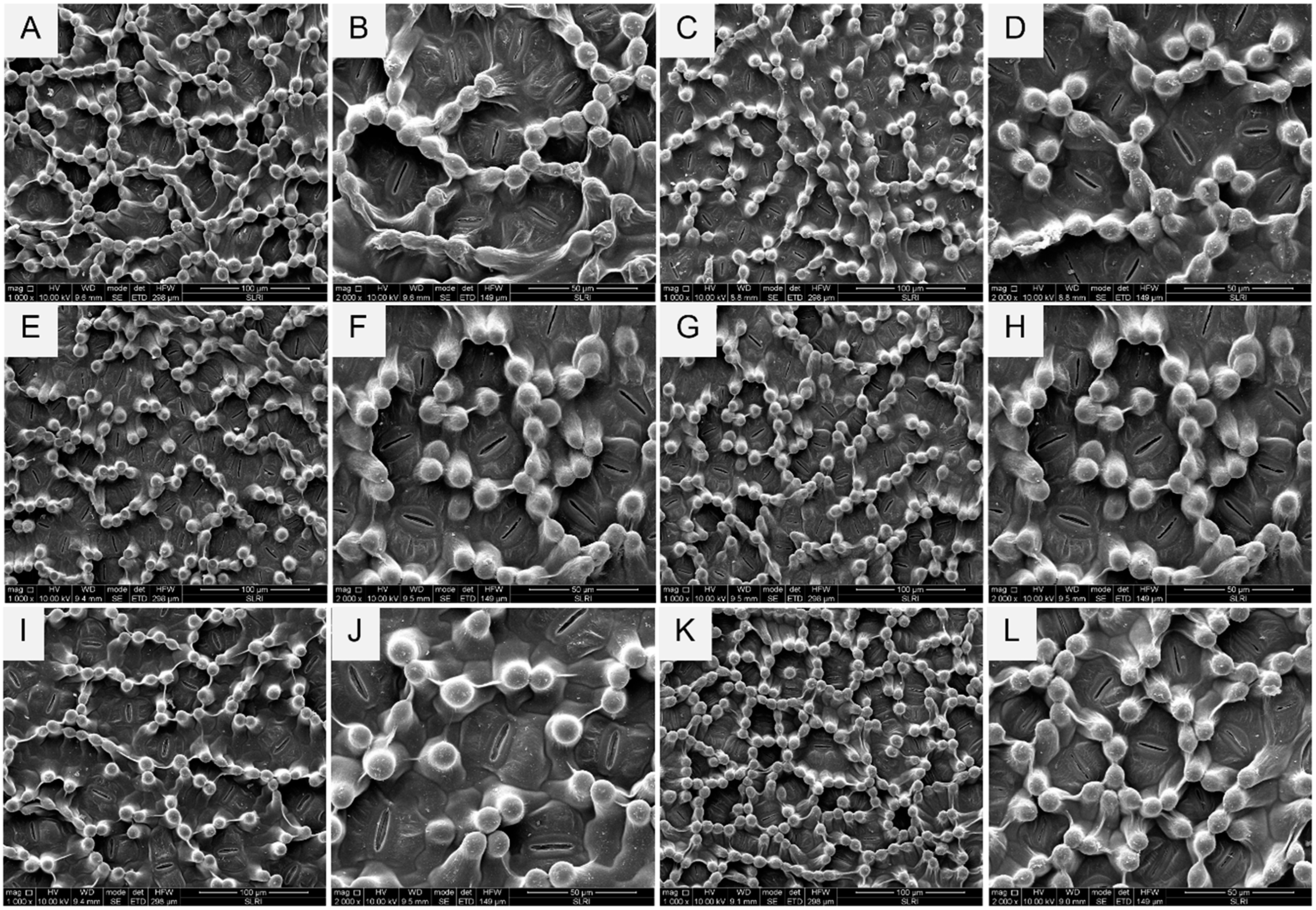 Plants 13 03218 g007