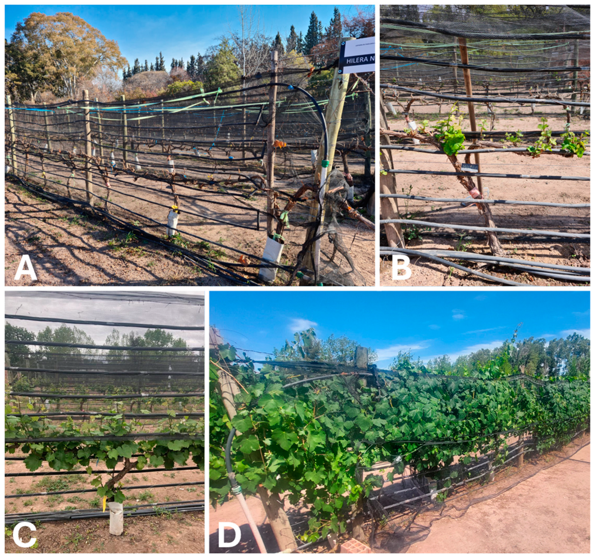 Plants 13 03219 g008