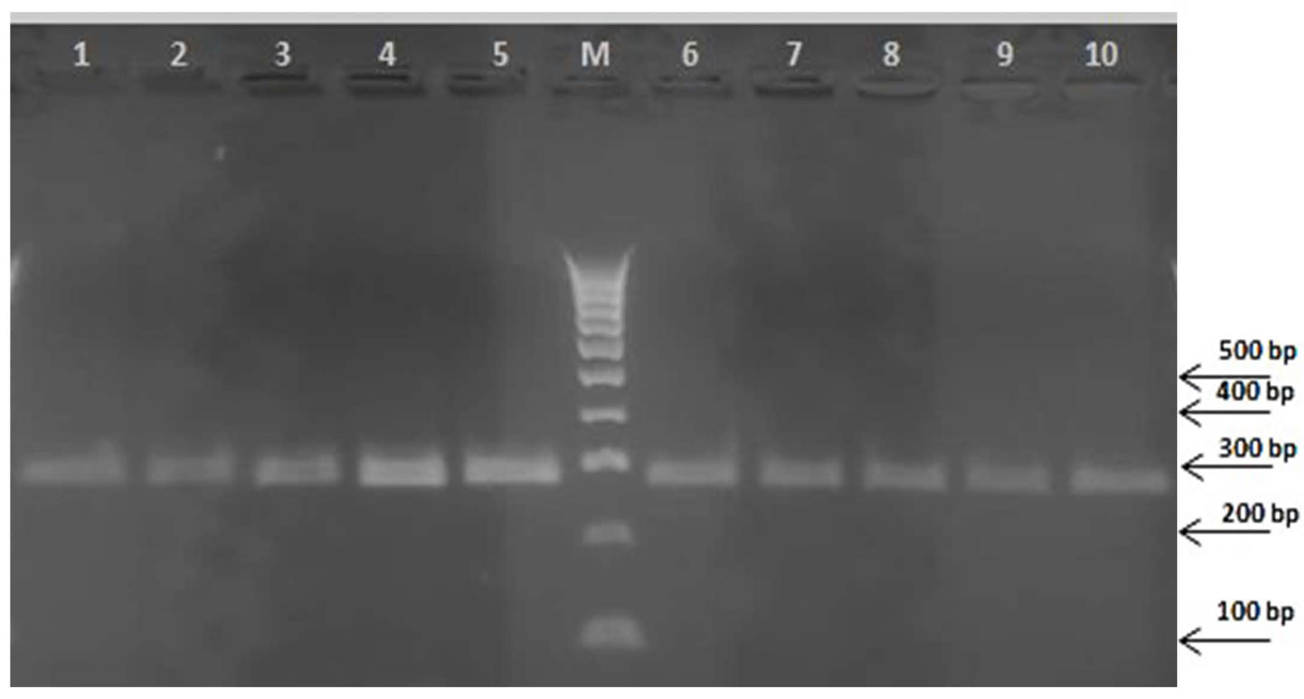 Plants 13 03220 g001