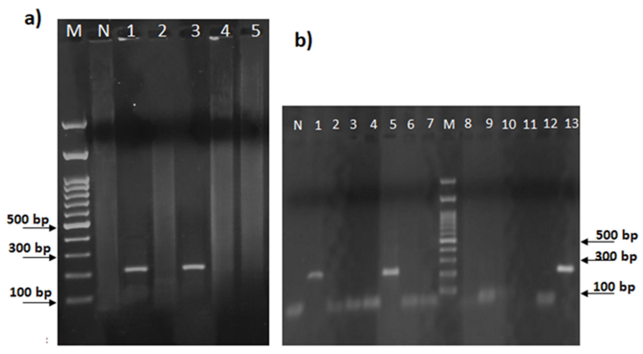 Plants 13 03220 g002