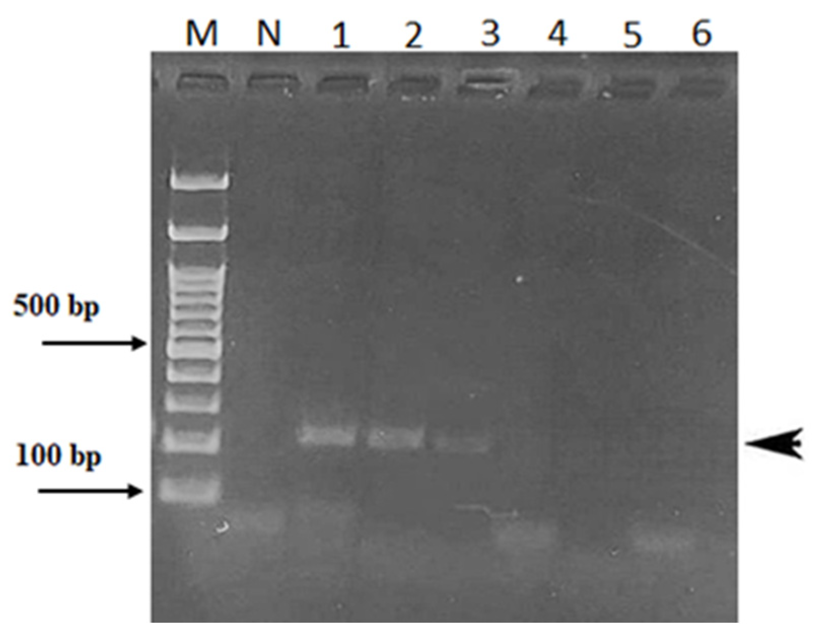 Plants 13 03220 g004