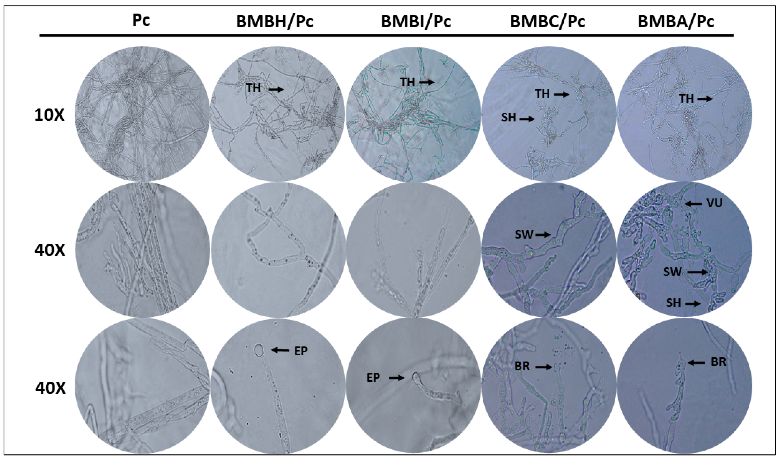 Plants 13 03224 g002