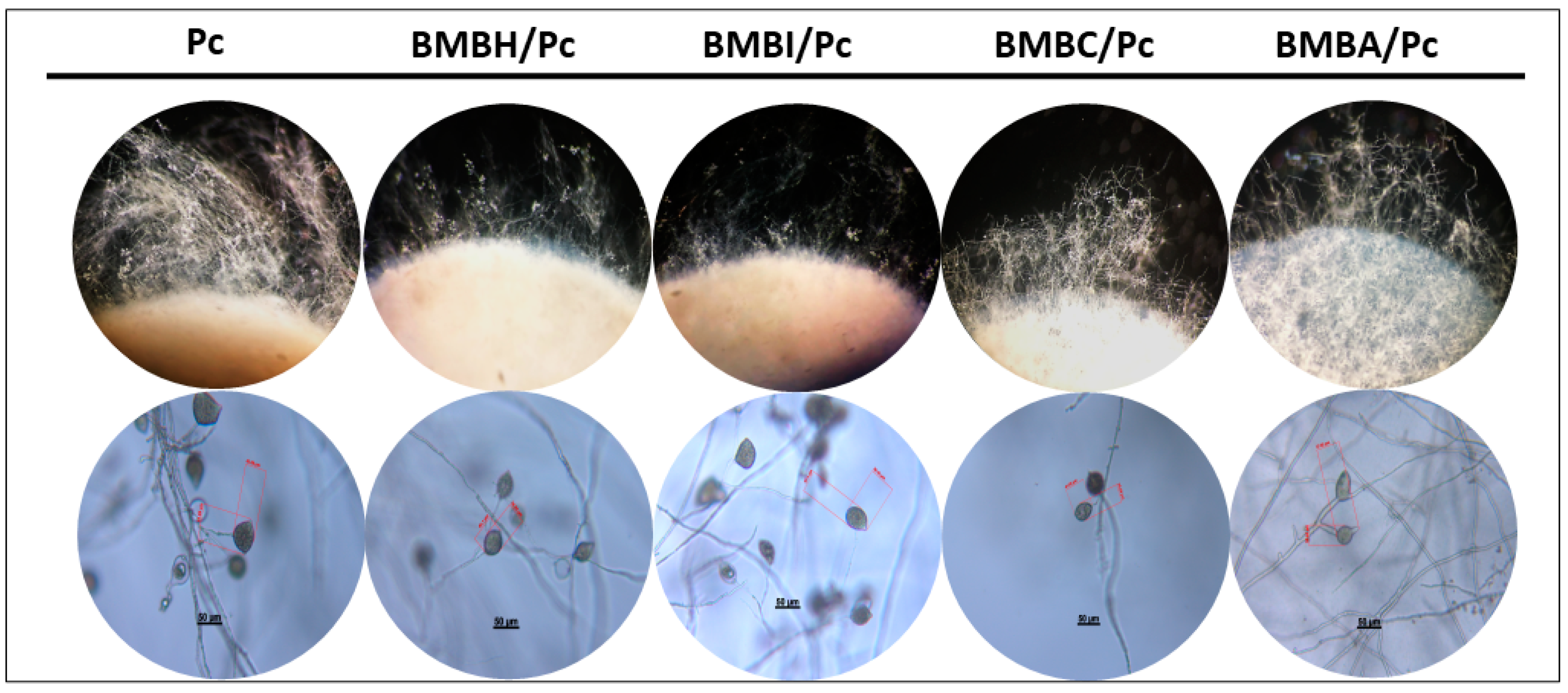 Plants 13 03224 g003