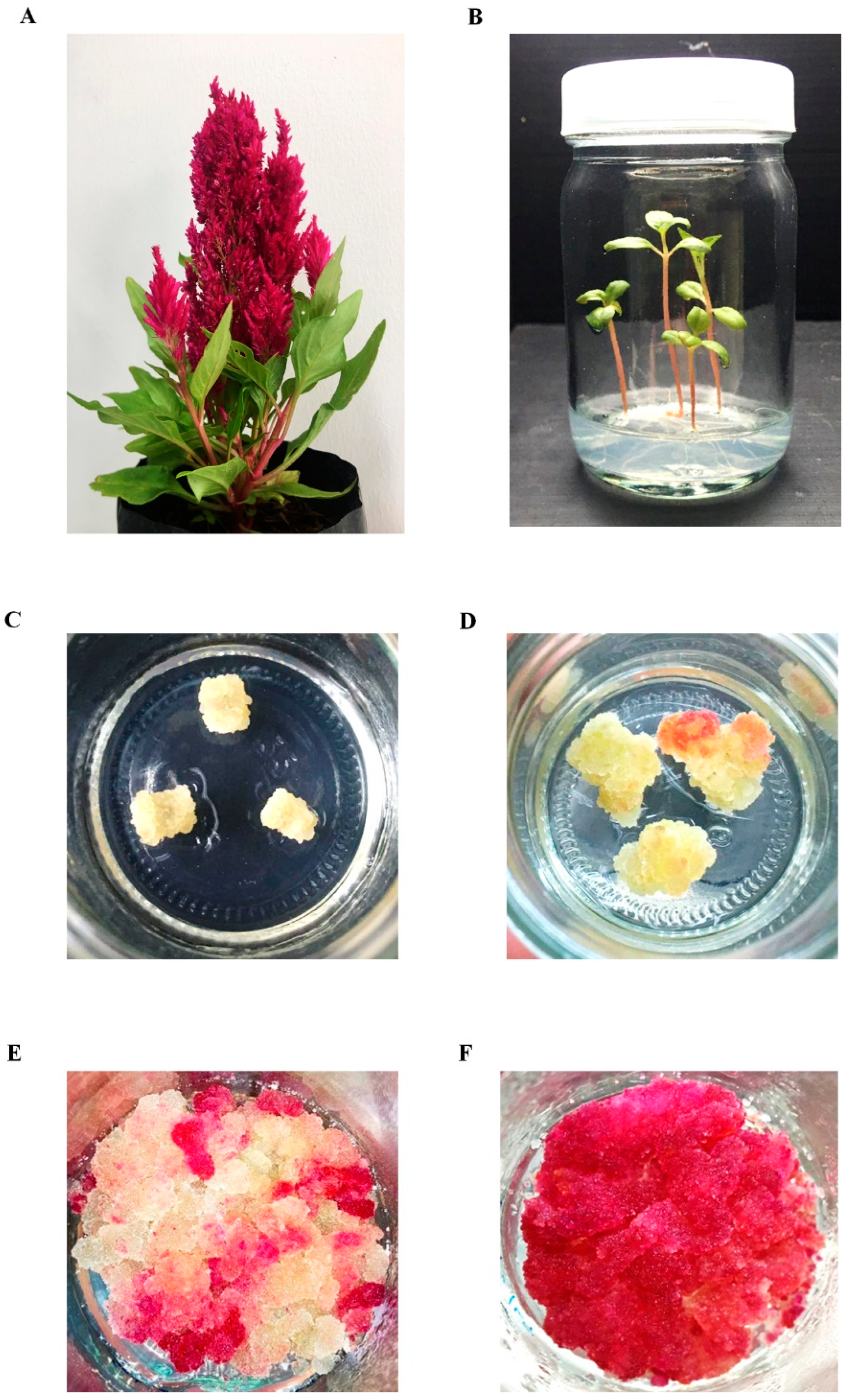 Plants 13 03225 g001