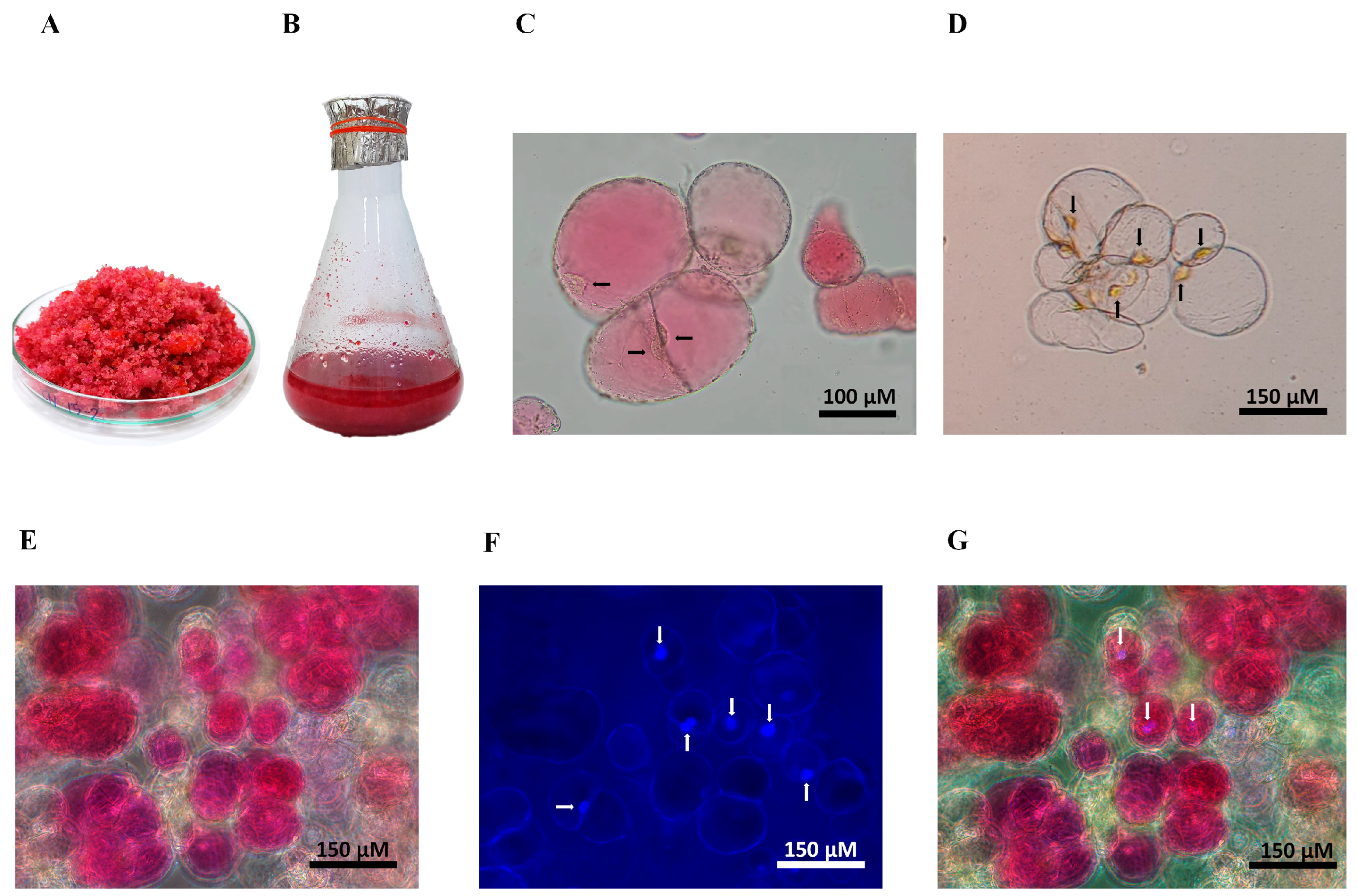 Plants 13 03225 g002