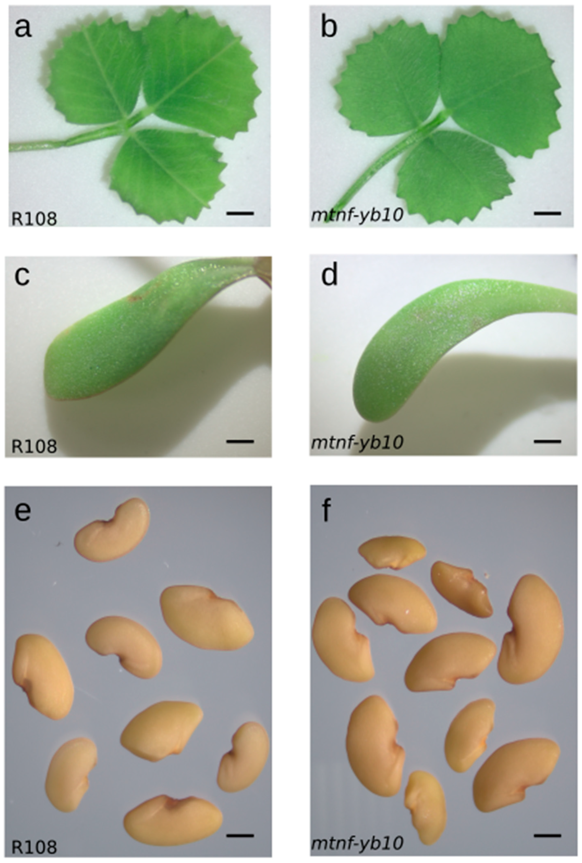 Plants 13 03226 g004