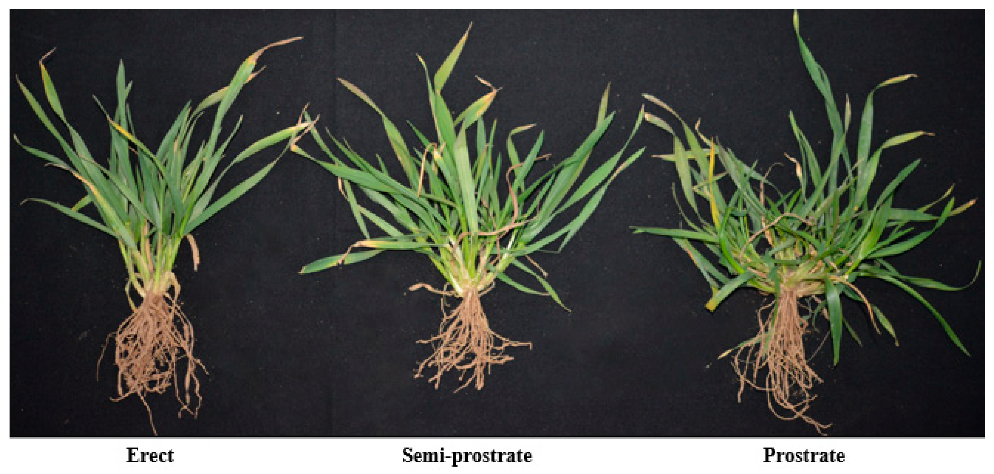 Plants 13 03237 g001