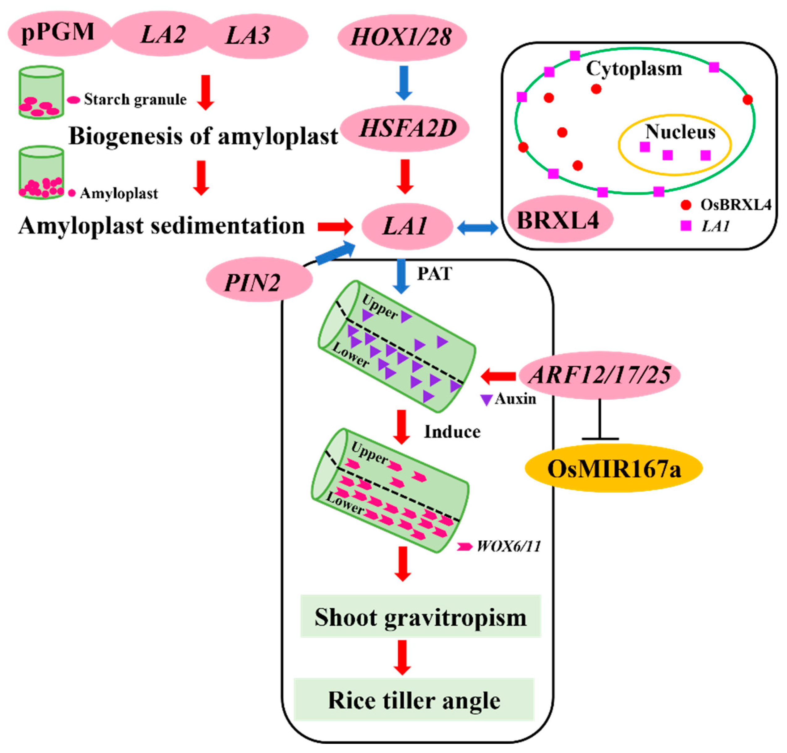 Plants 13 03237 g002