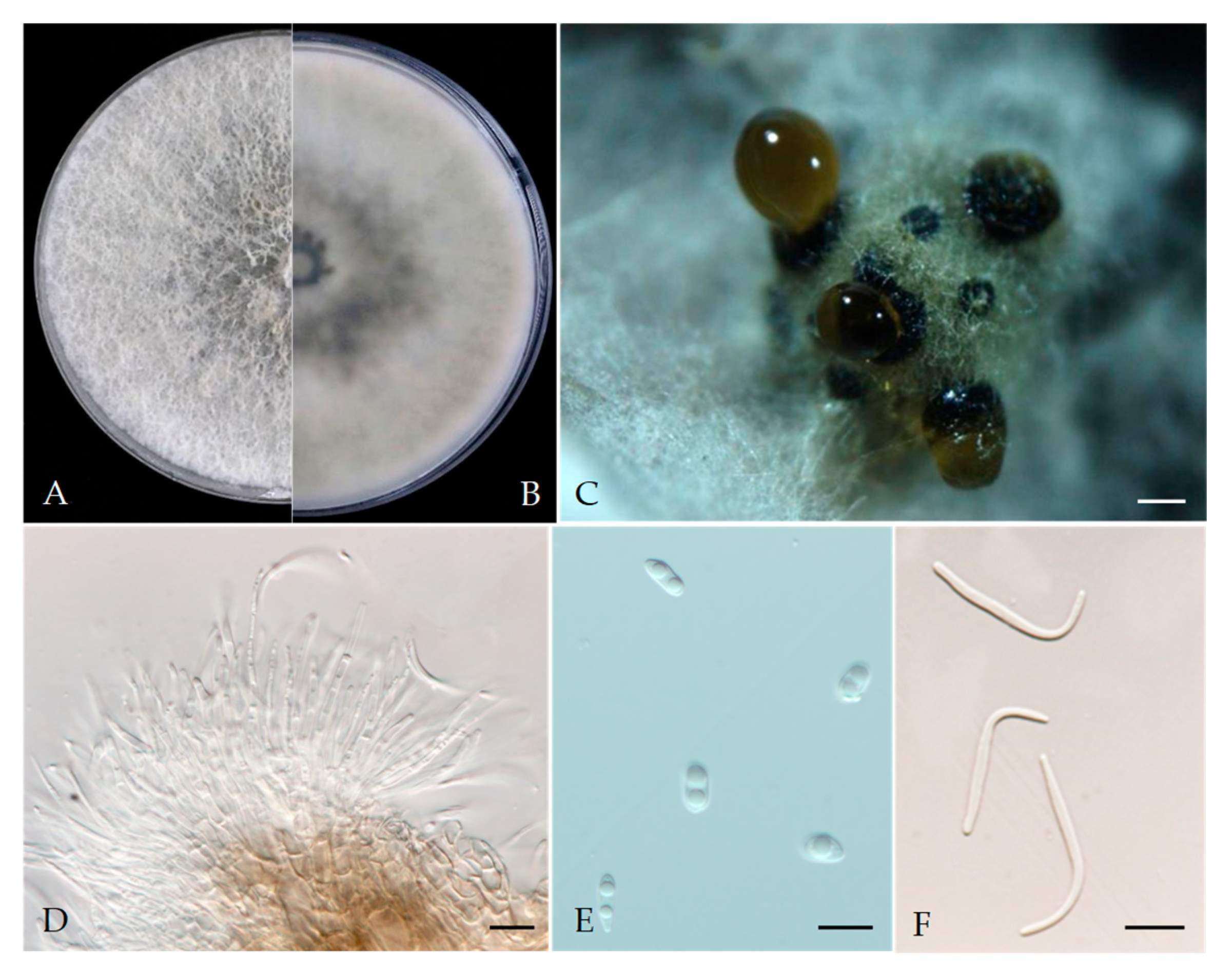 Plants 13 03238 g004