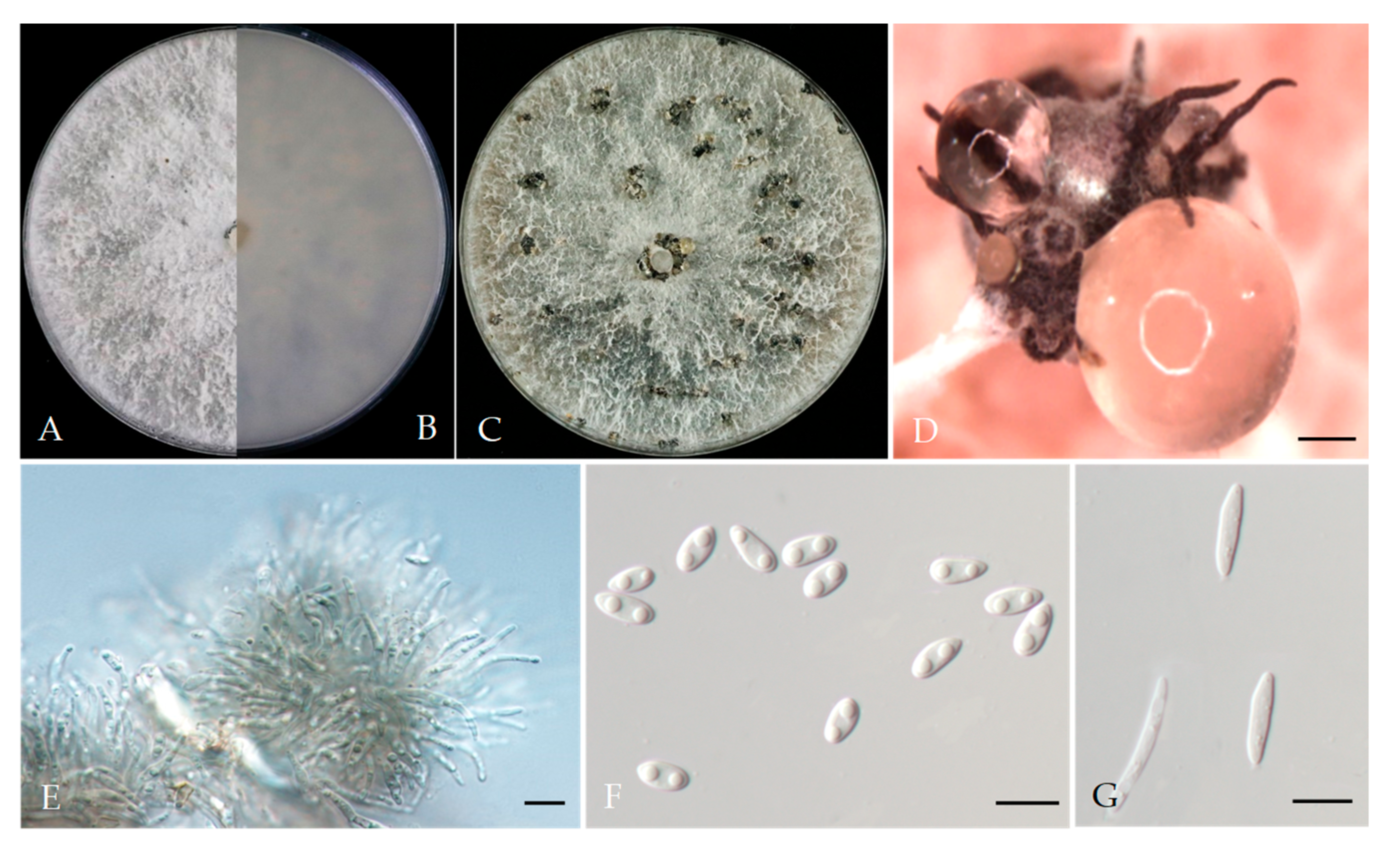 Plants 13 03238 g006