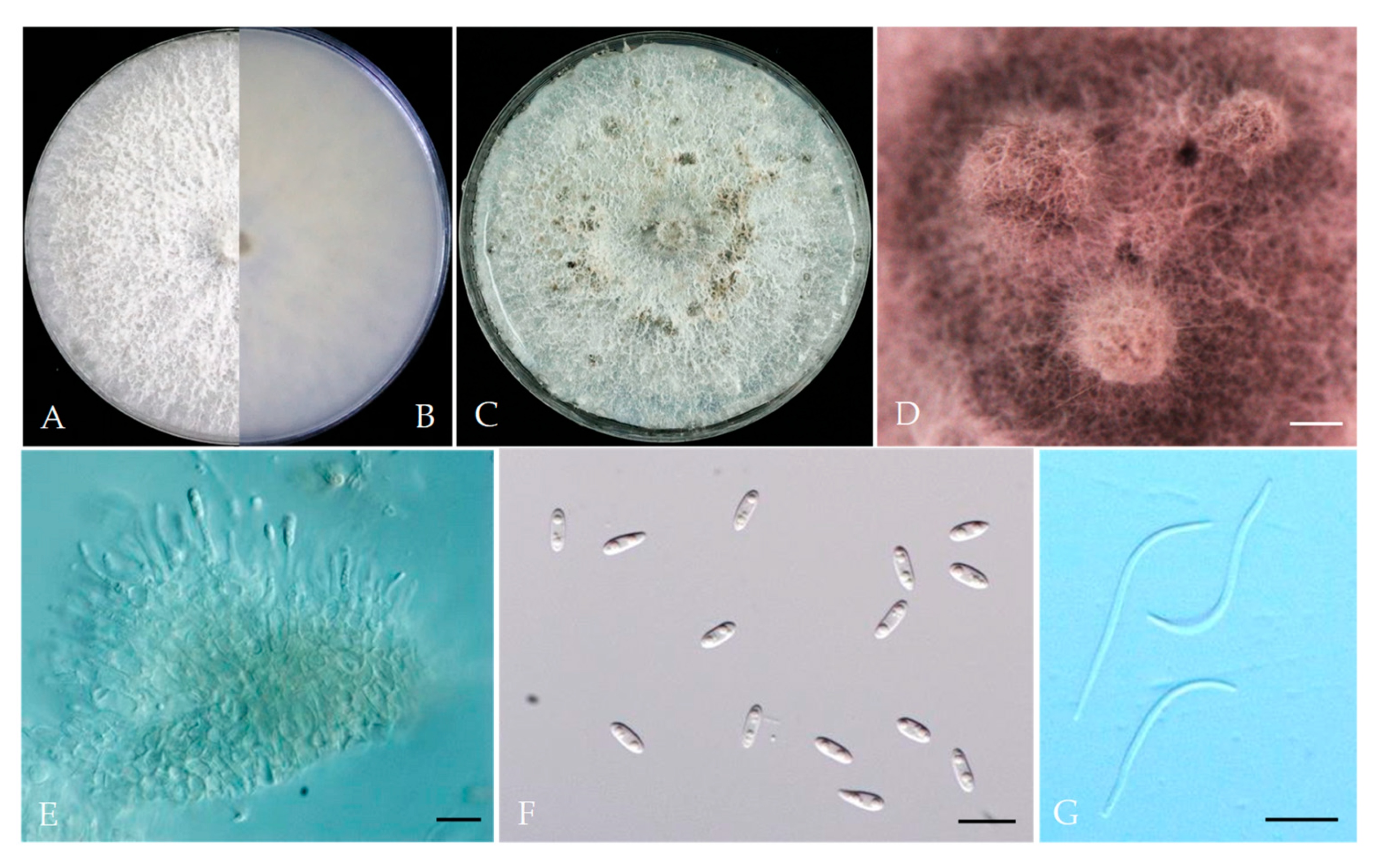 Plants 13 03238 g007