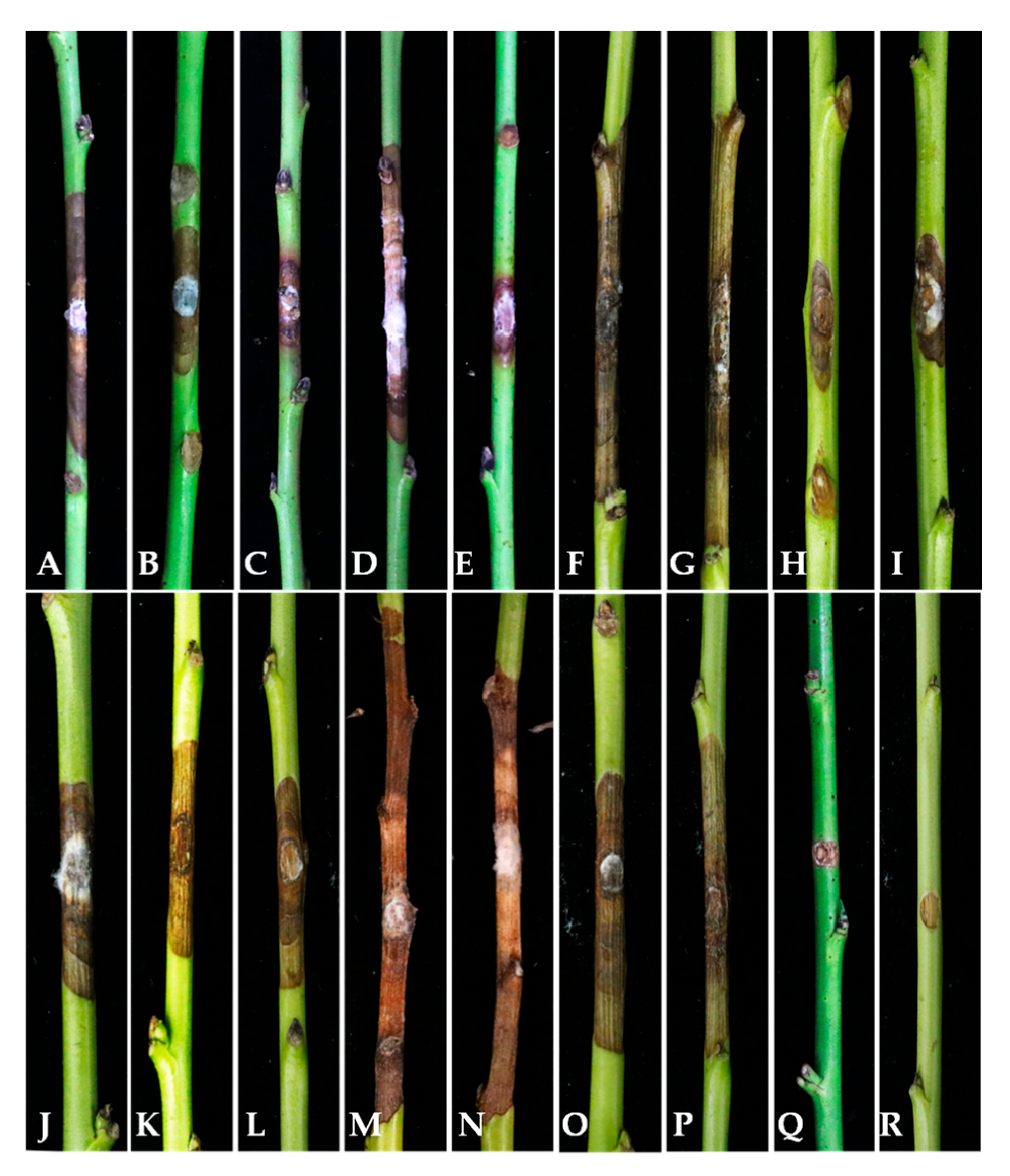 Plants 13 03238 g008