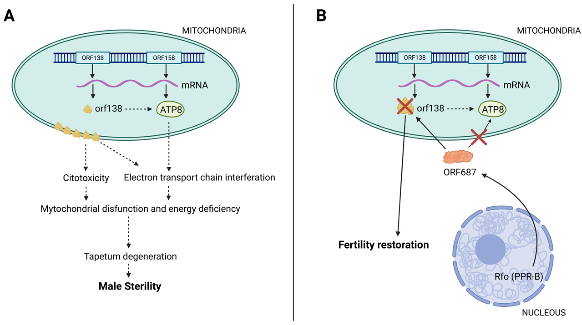 Plants 13 03247 g003